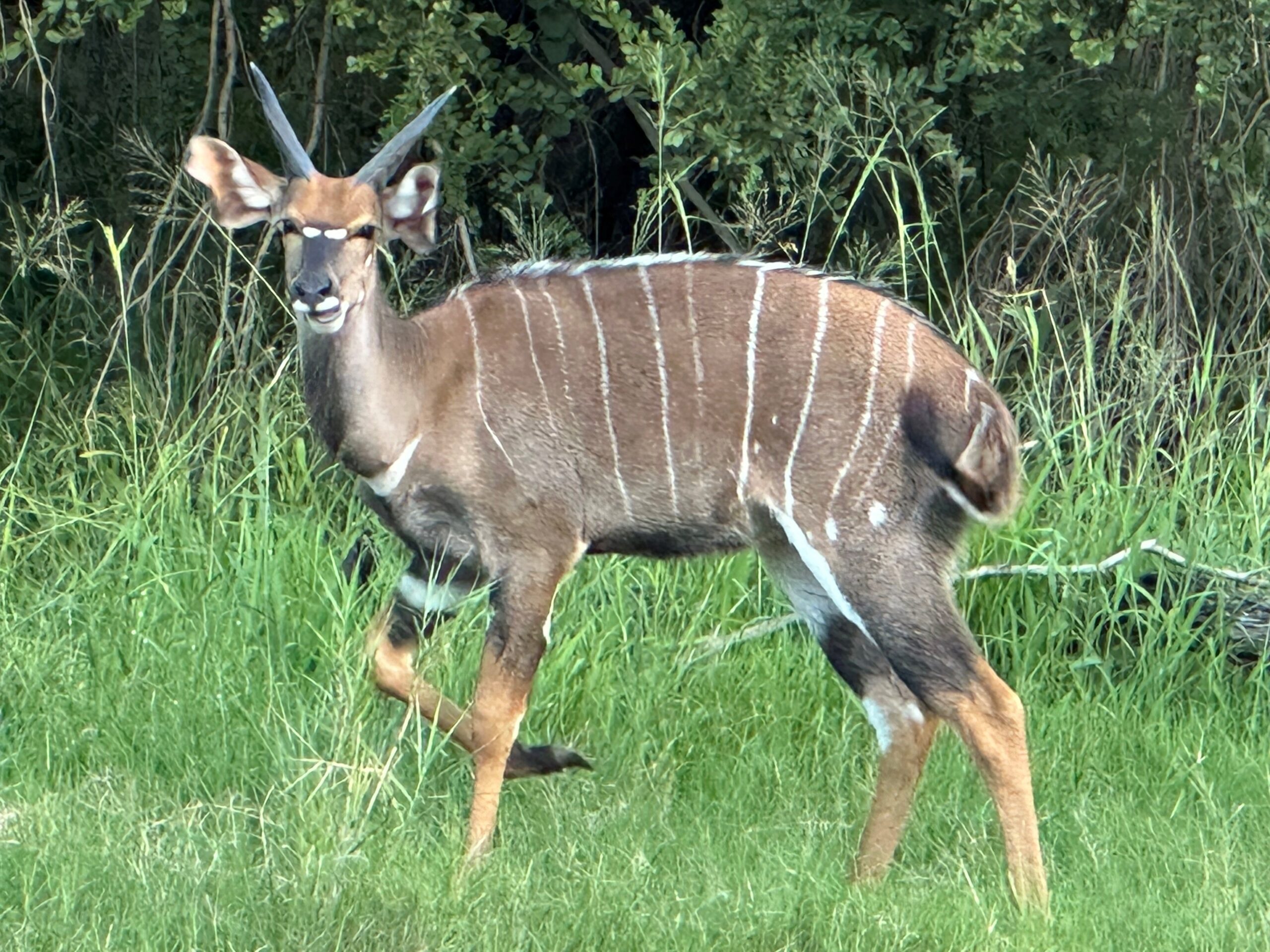 male deer crossword clue