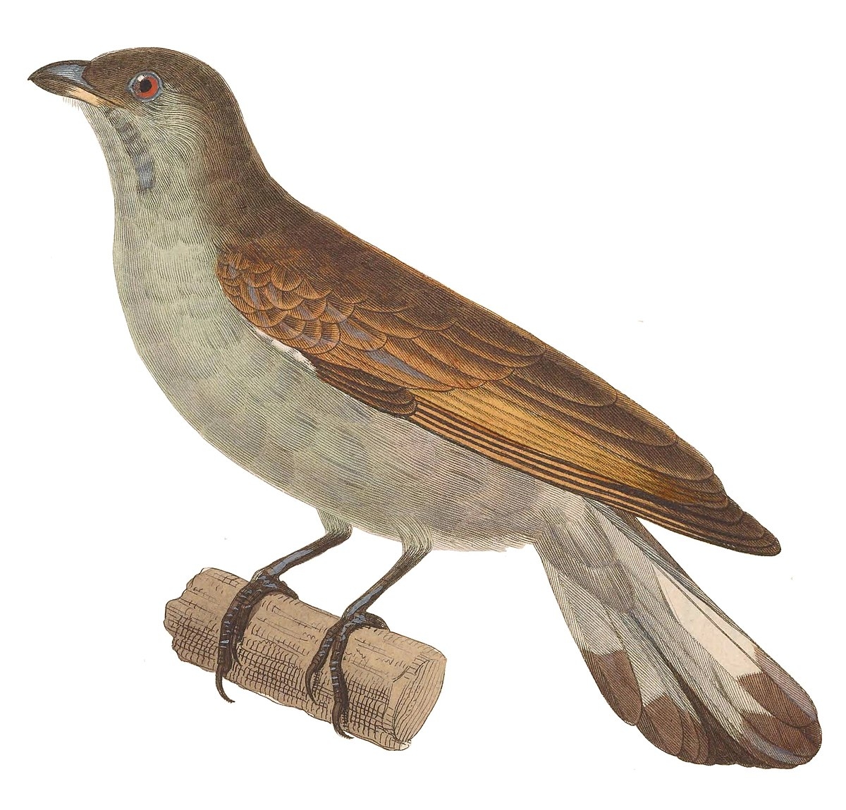 Indicator genus Wikipedia