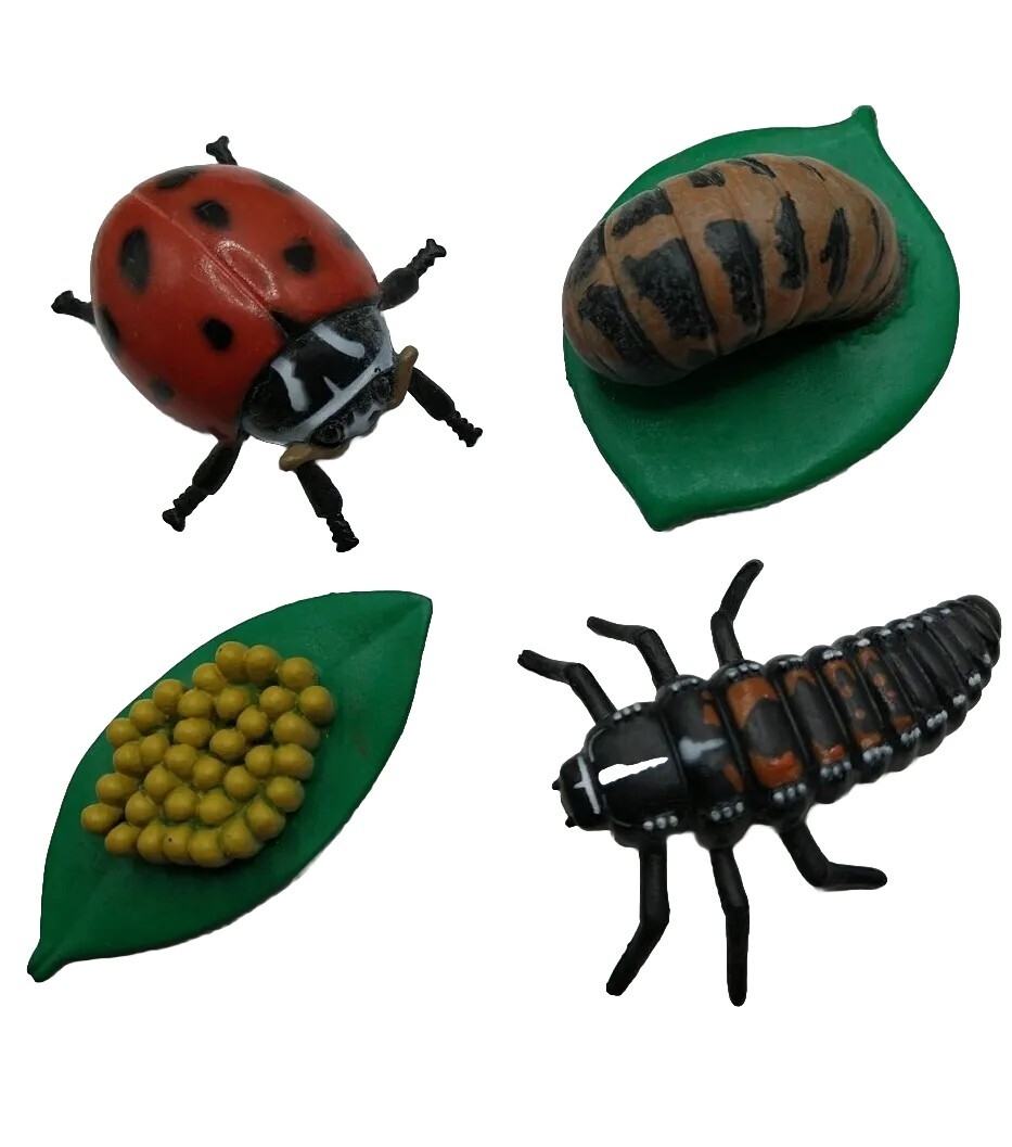 insect stage crossword clue