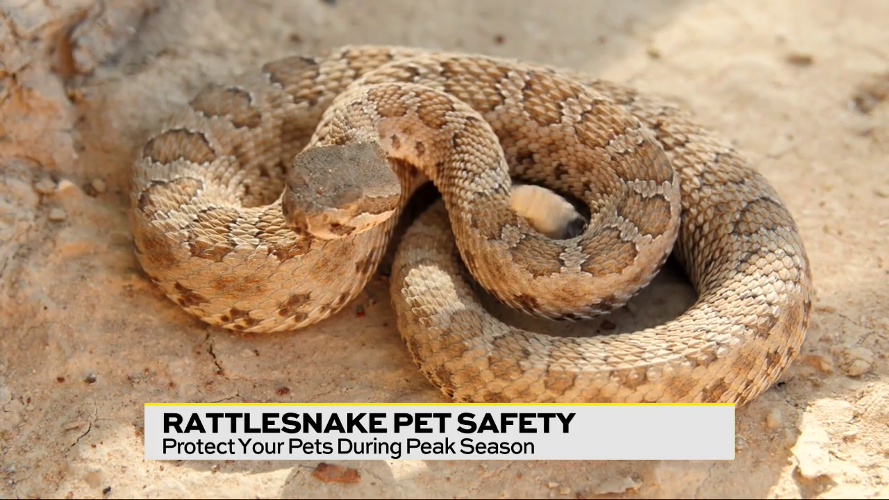 It s Peak Rattlesnake Season Keep Your Pet Safe With These Expert Tips