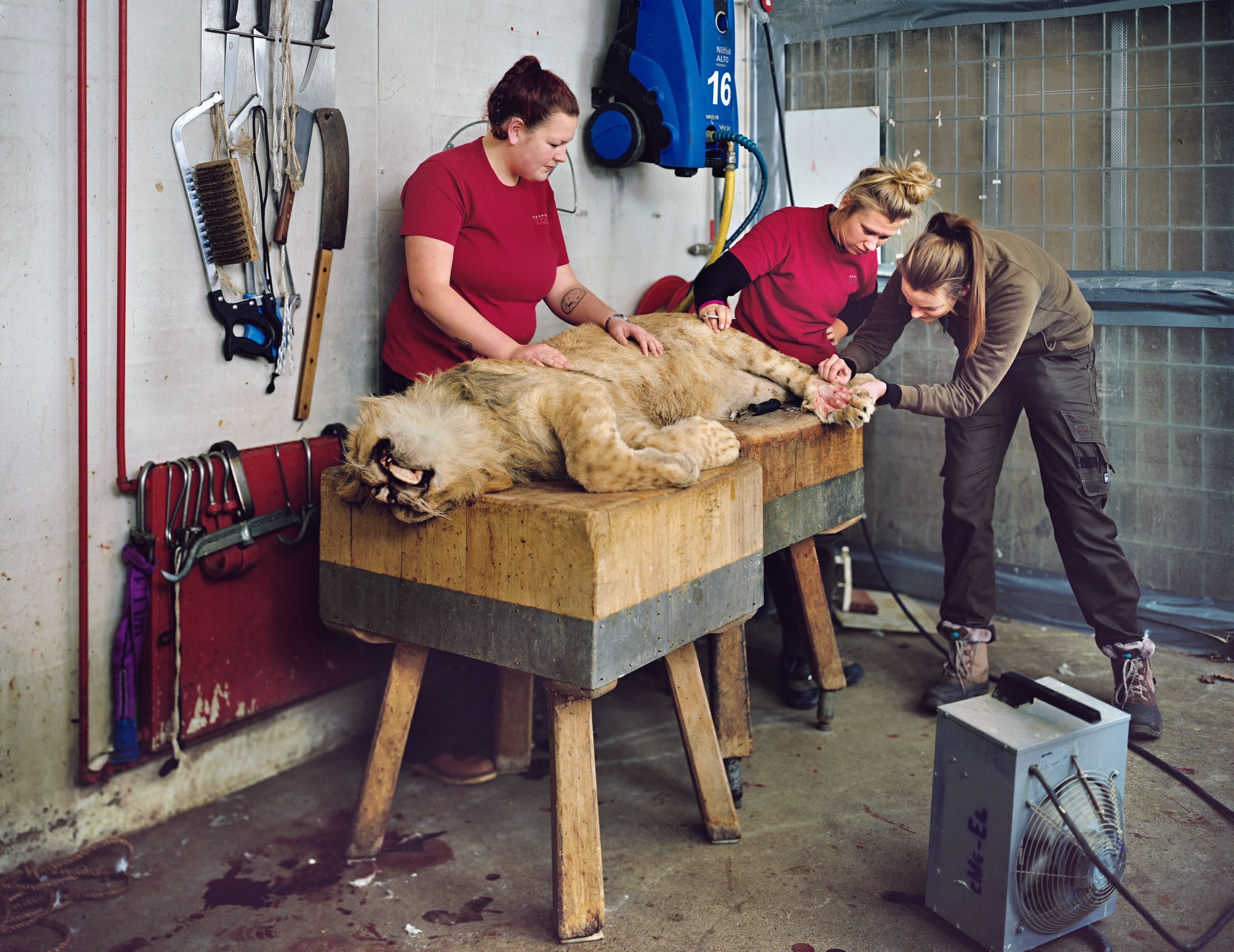 Killing Animals At The Zoo The New Yorker