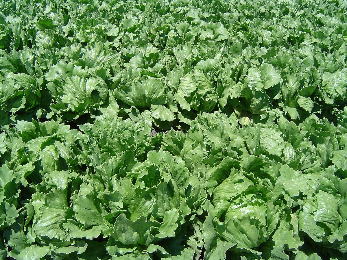 salad plant crossword clue