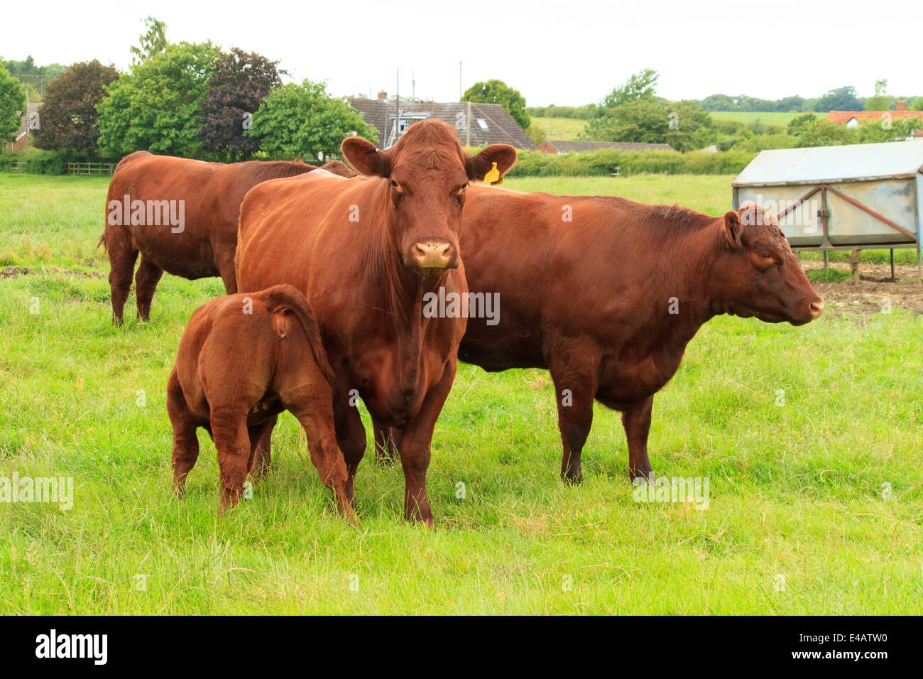 red cattle breed crossword