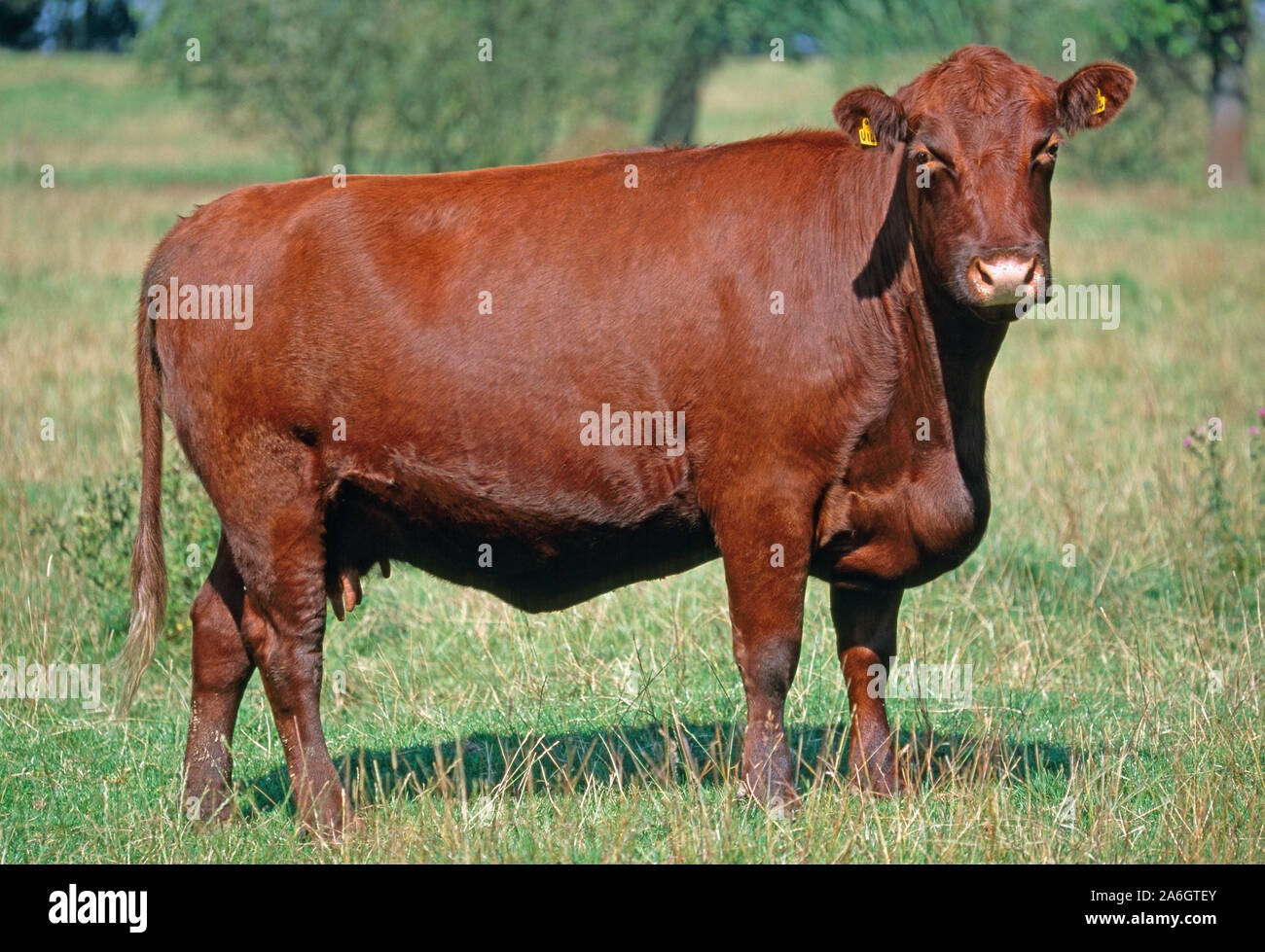 Lincoln Red Cattle Hi res Stock Photography And Images Alamy