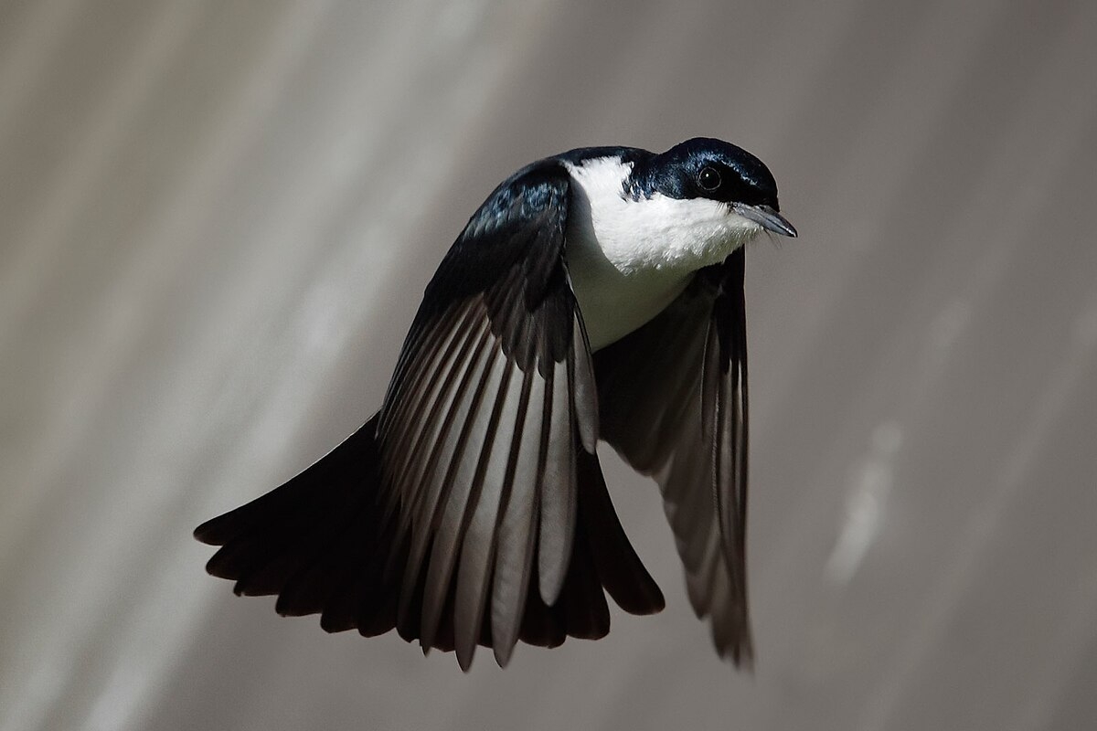 List Of Bird Genera Wikipedia