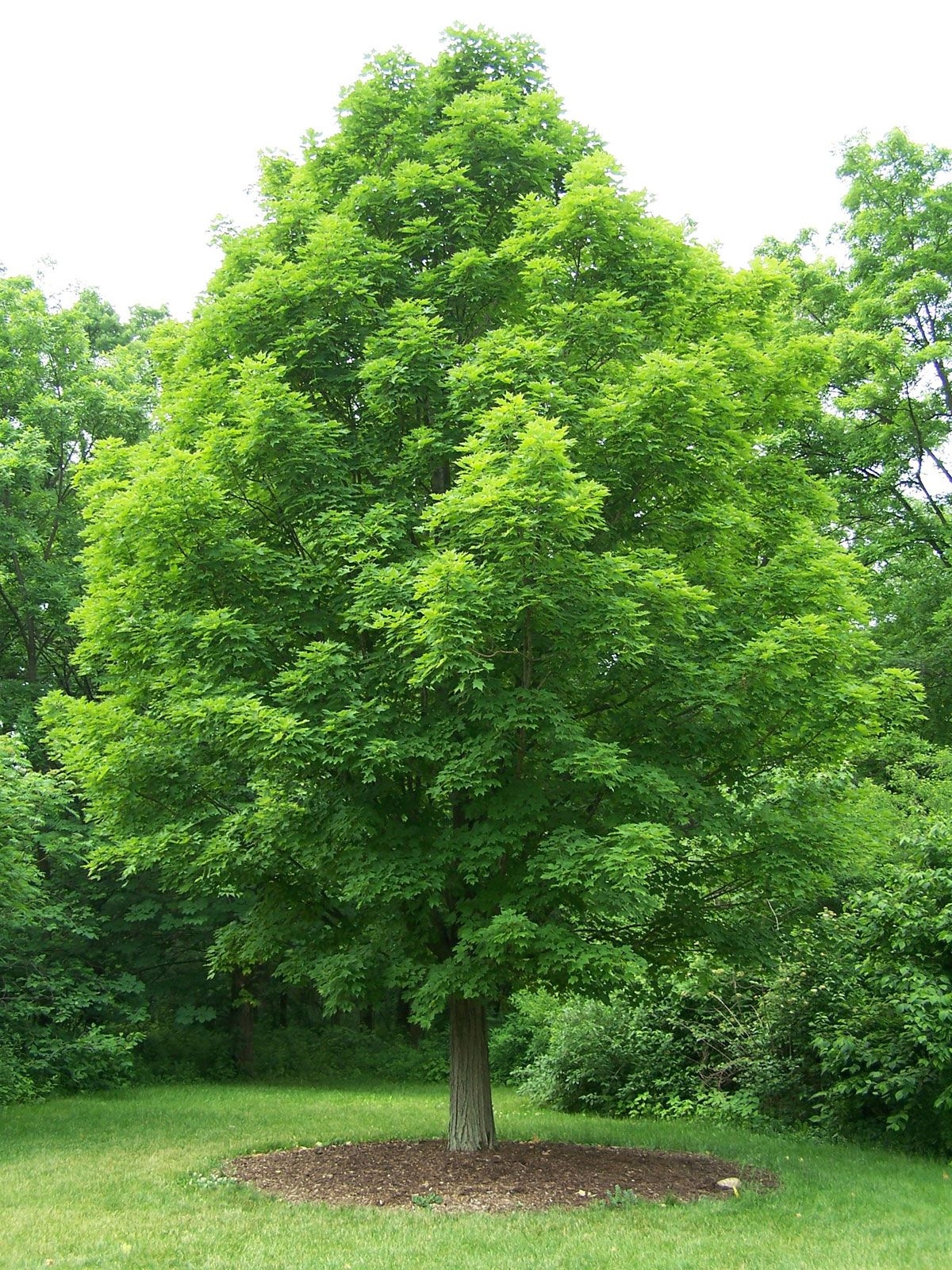 Maple Definition Species Height Facts Britannica