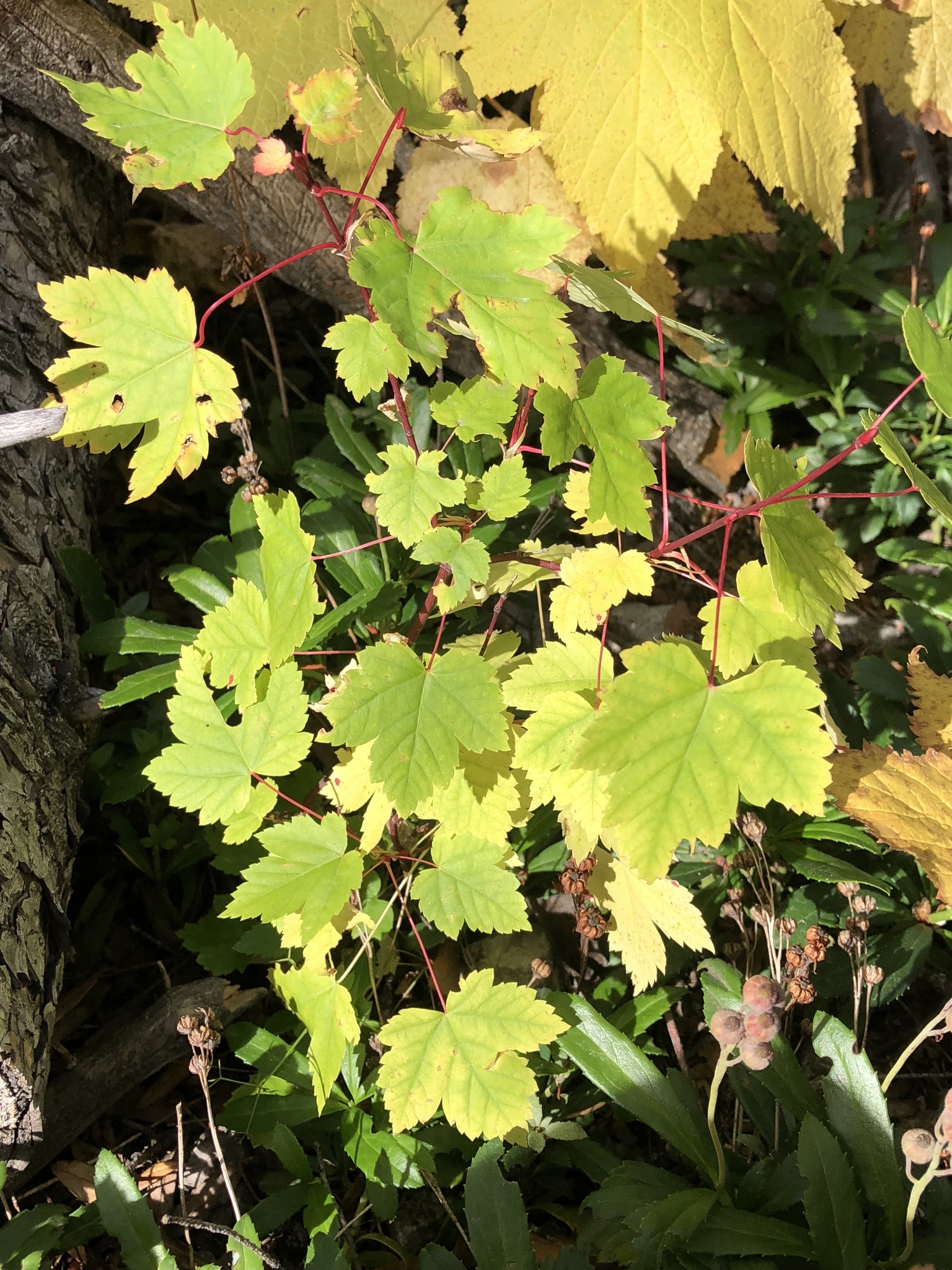 Maples Genus Acer INaturalist