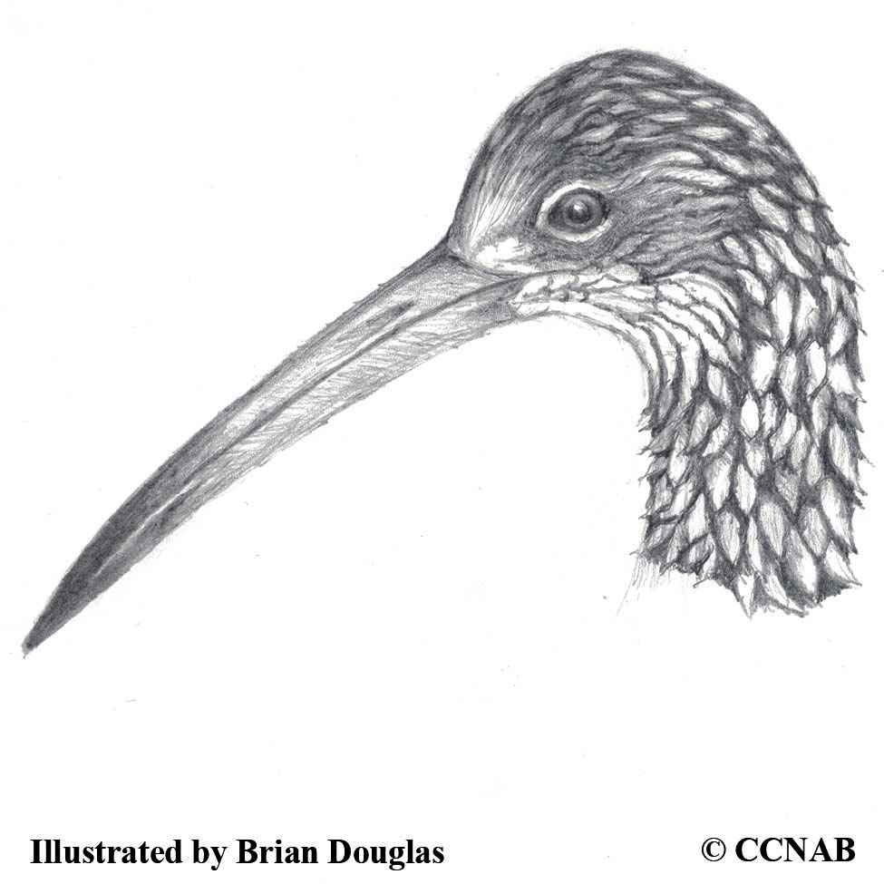 Marsh Birds North American Birds Birds Of North America