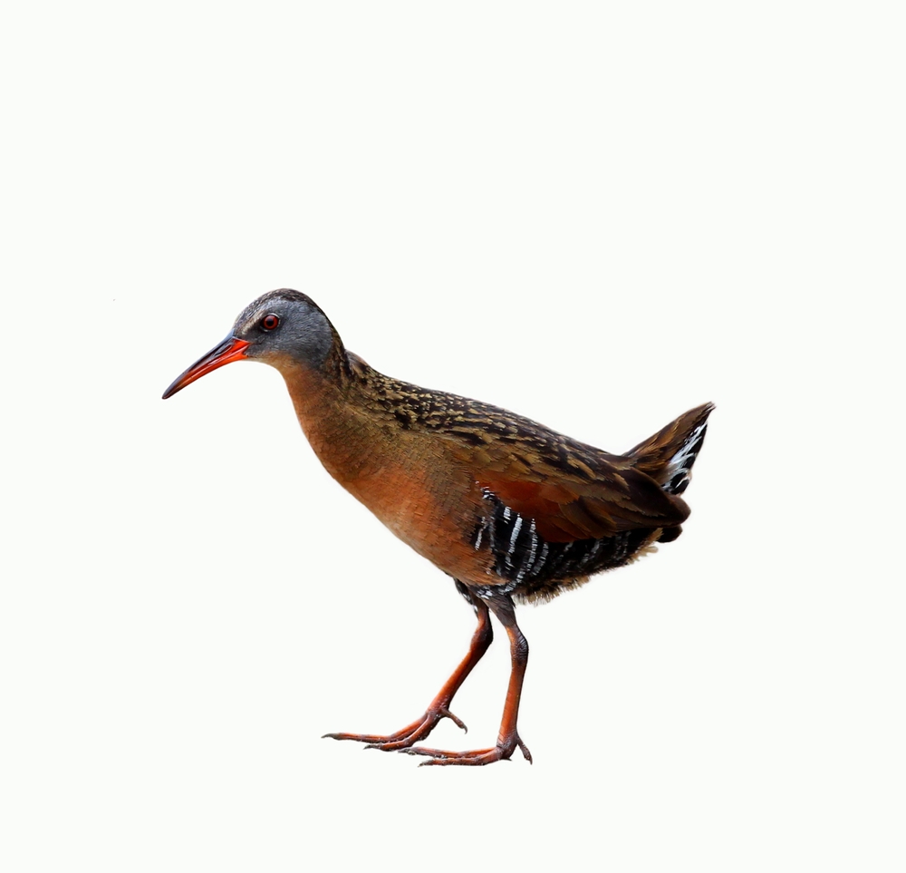 MARSH HEN Definition In American English Collins English Dictionary