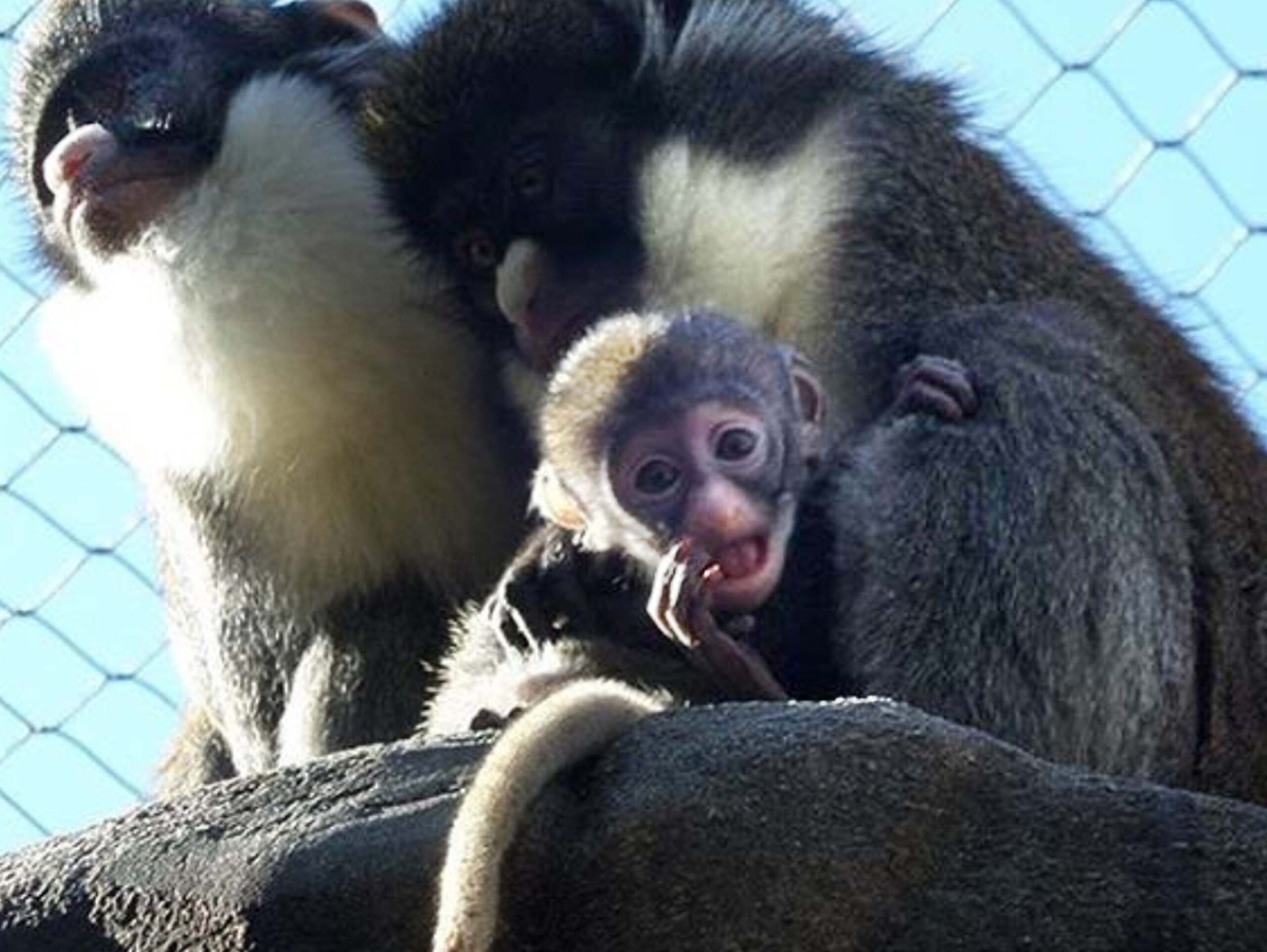 Memphis Zoo s Guenon Monkey Treated For Nosebleed