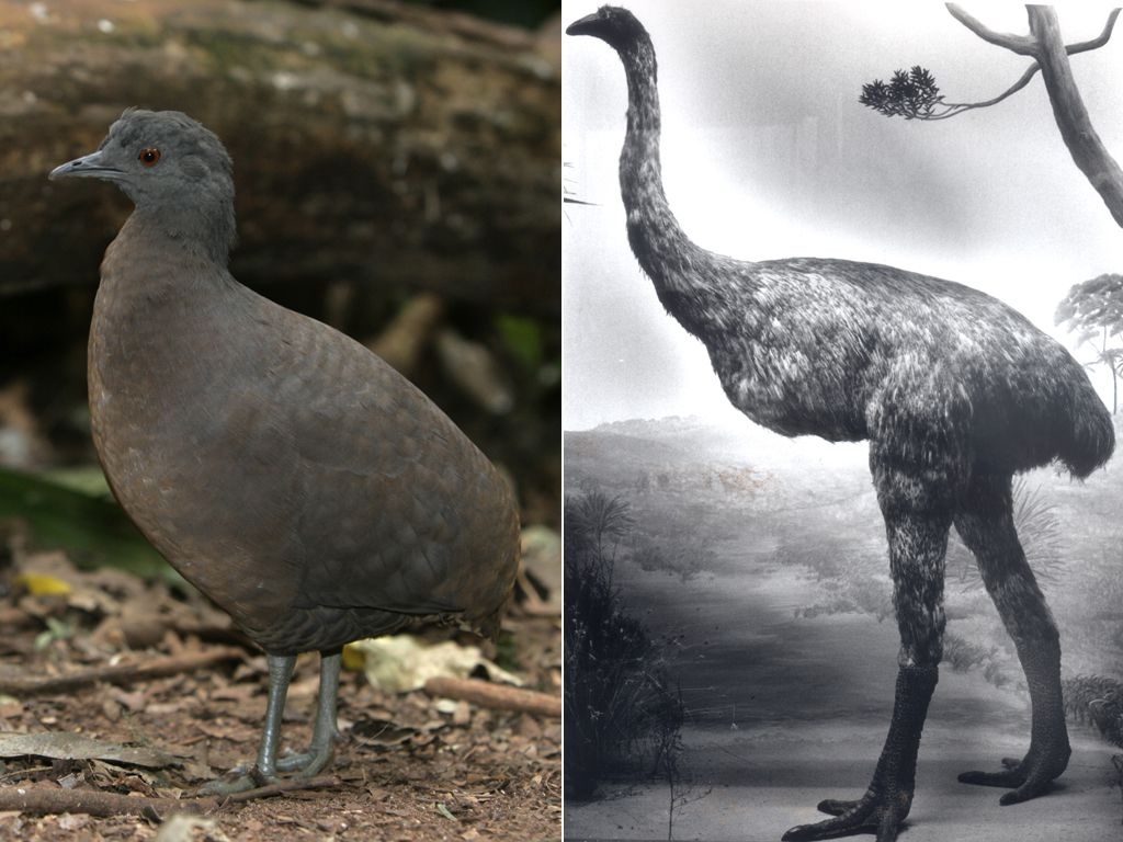 extinct bird crossword clue