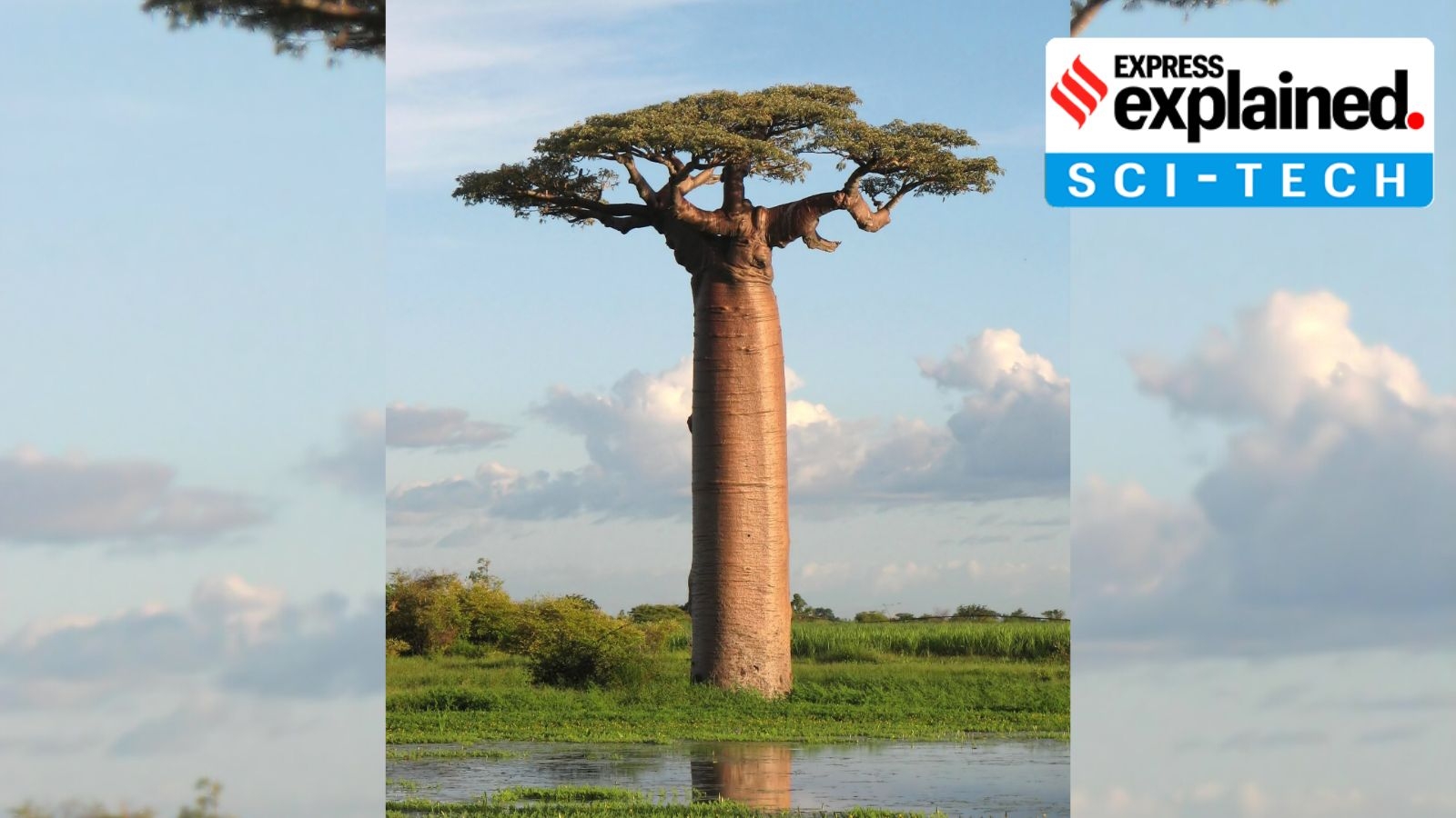 Mother Of The Forests What A New Study Found About The Origin Of Madagascar s Baobab Trees Explained News The Indian Express