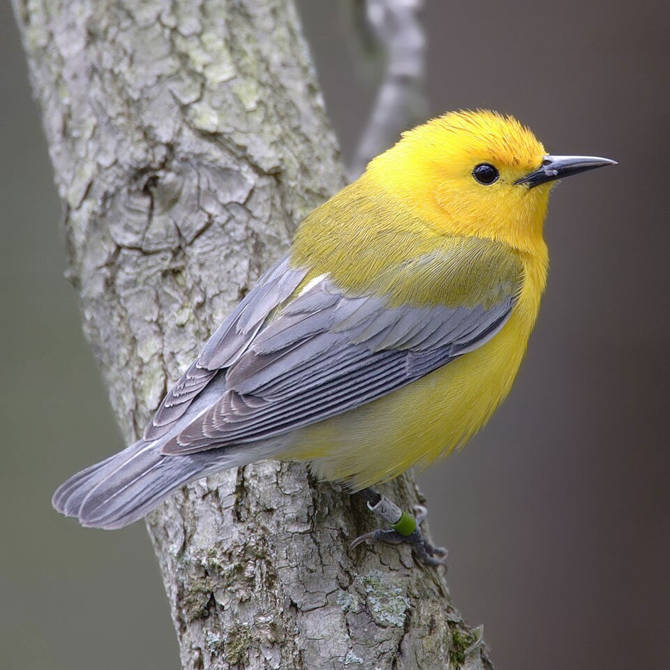 small songbird crossword clue