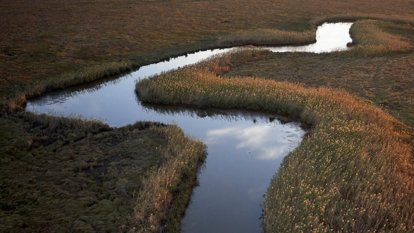 Opinion Is It Too Late To Save The Southern Grasslands The New York Times