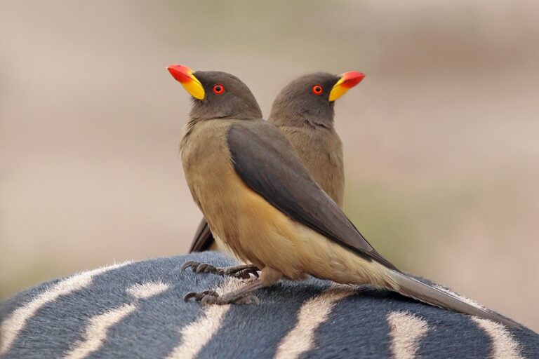 Oxpecker Wikipedia