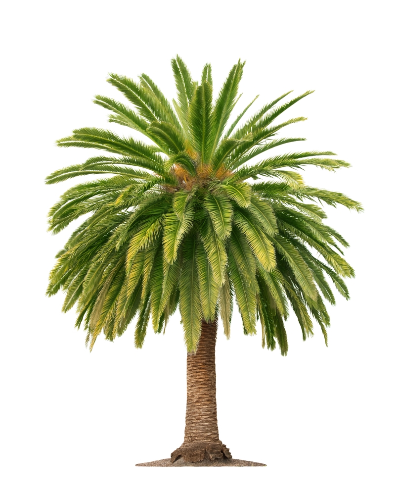 PALM Definition In American English Collins English Dictionary