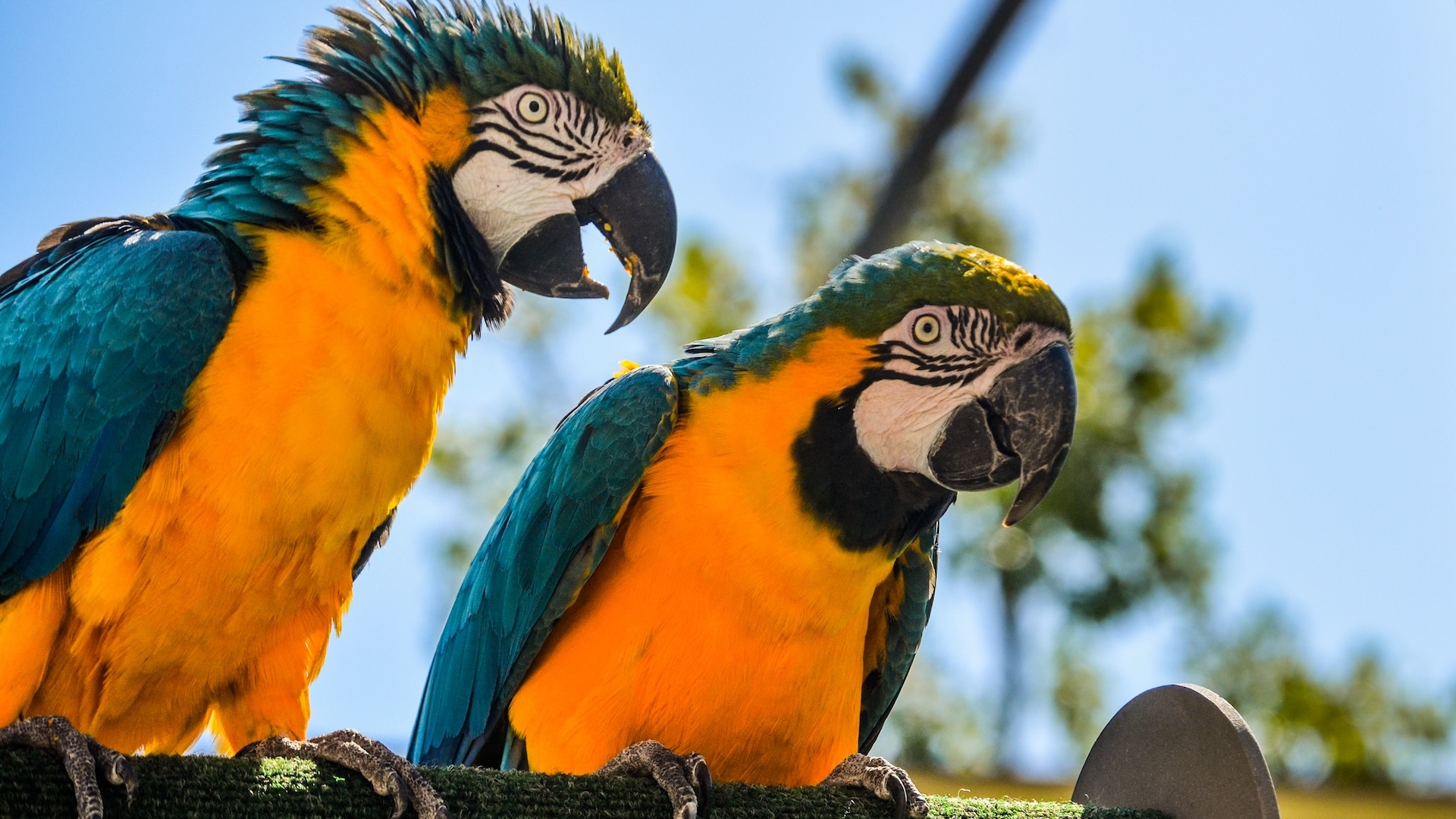 macaw genus crossword clue