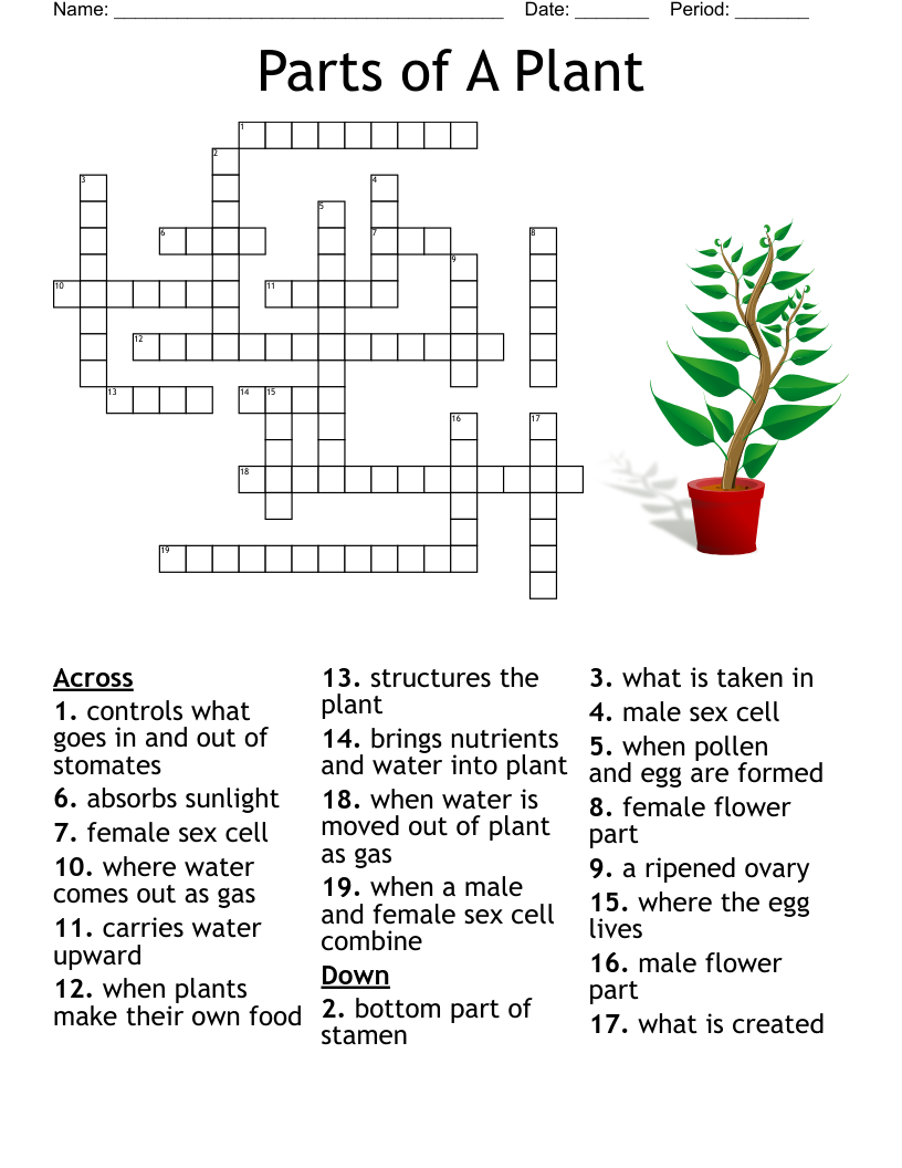 Parts Of A Plant Crossword WordMint