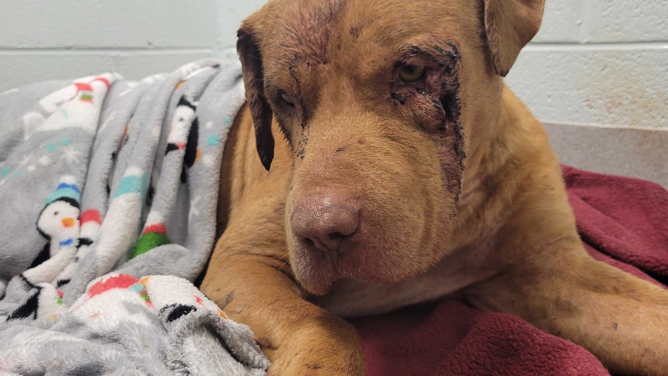 Peter Pan Flying High In Chattanooga After Suffering Major Injuries From Dogfight