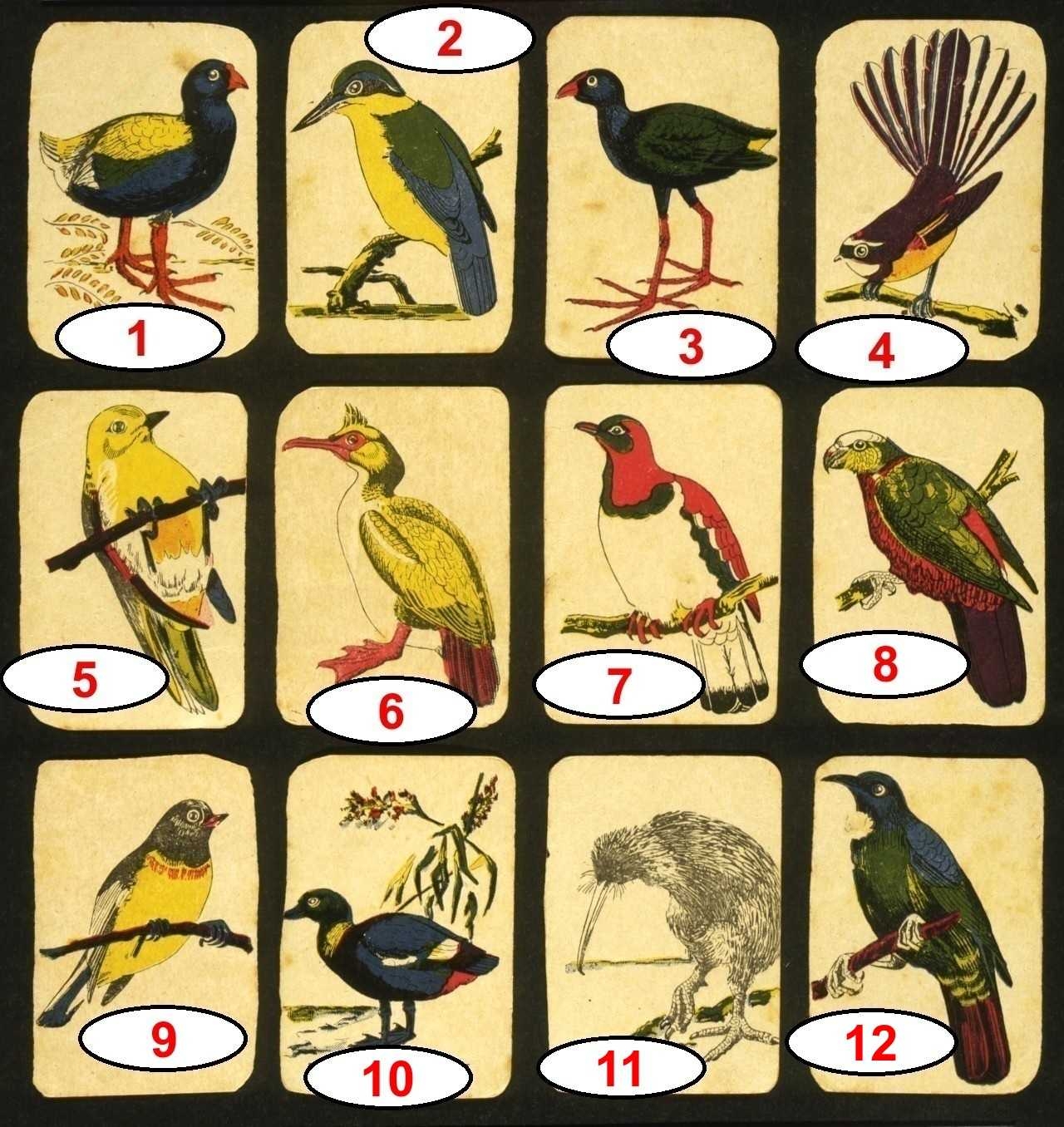 Picturing The Birds Of New Zealand Quiz Animals 12 Questions