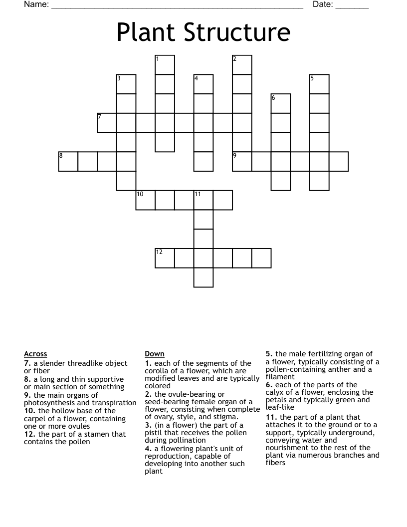 Plant Structure Crossword WordMint