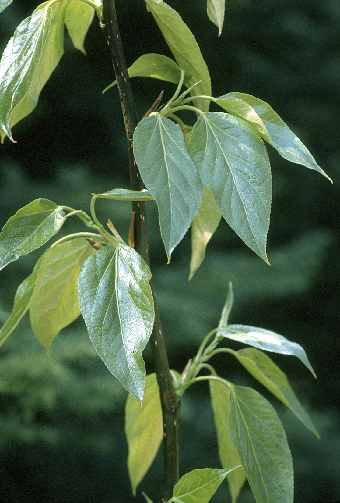 Populus Balsamifera Wikipedia