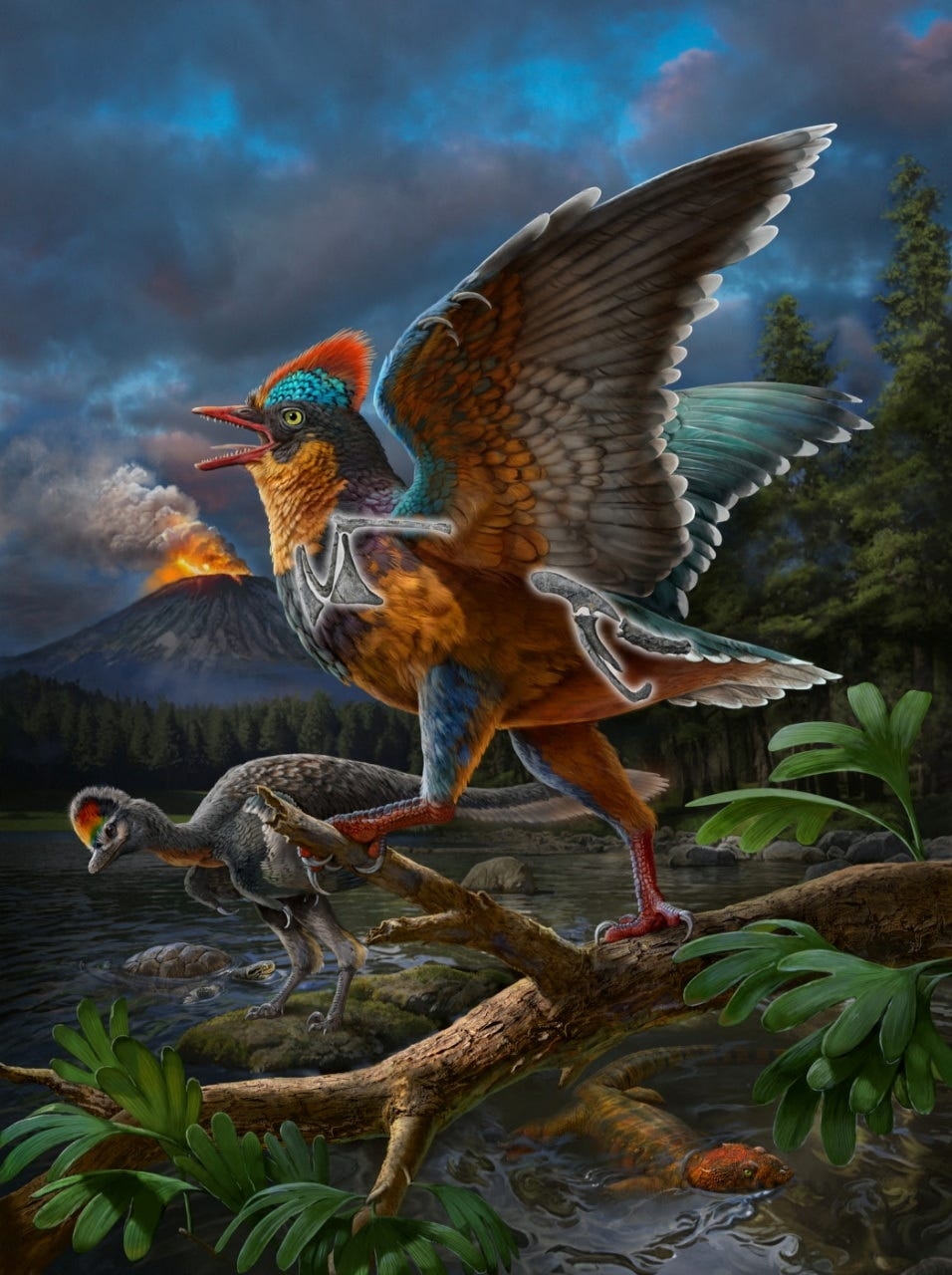 Scientists Found A Fossil Of A Jurassic Bird It Could Rewrite History
