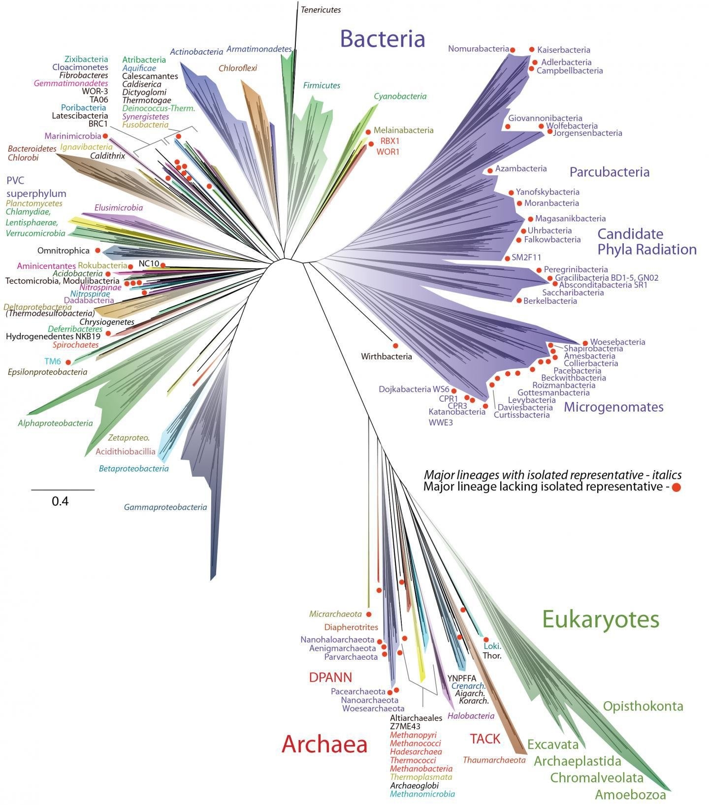 Scientists Unveil New Tree Of Life The New York Times
