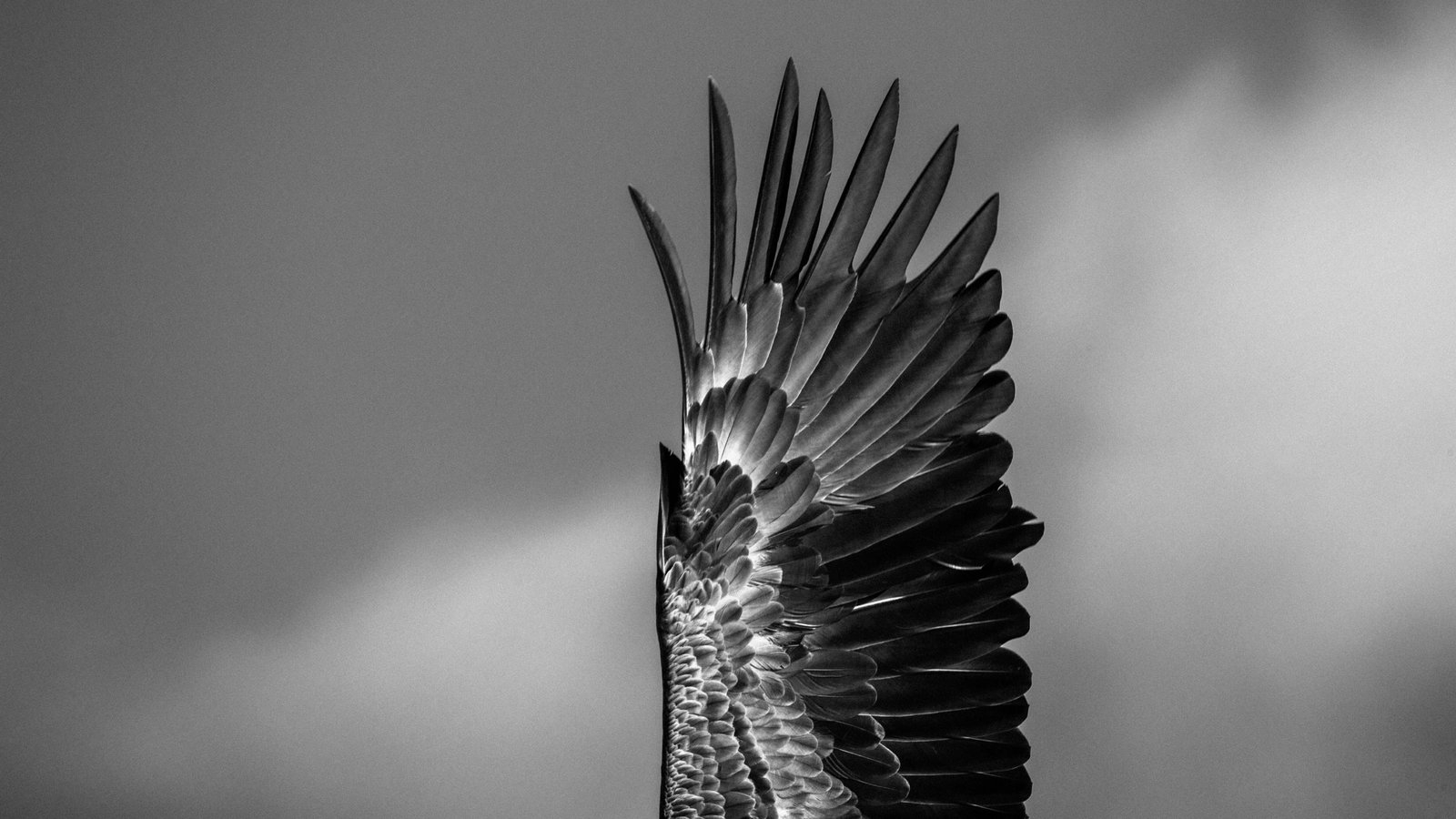 sea eagle crossword clue