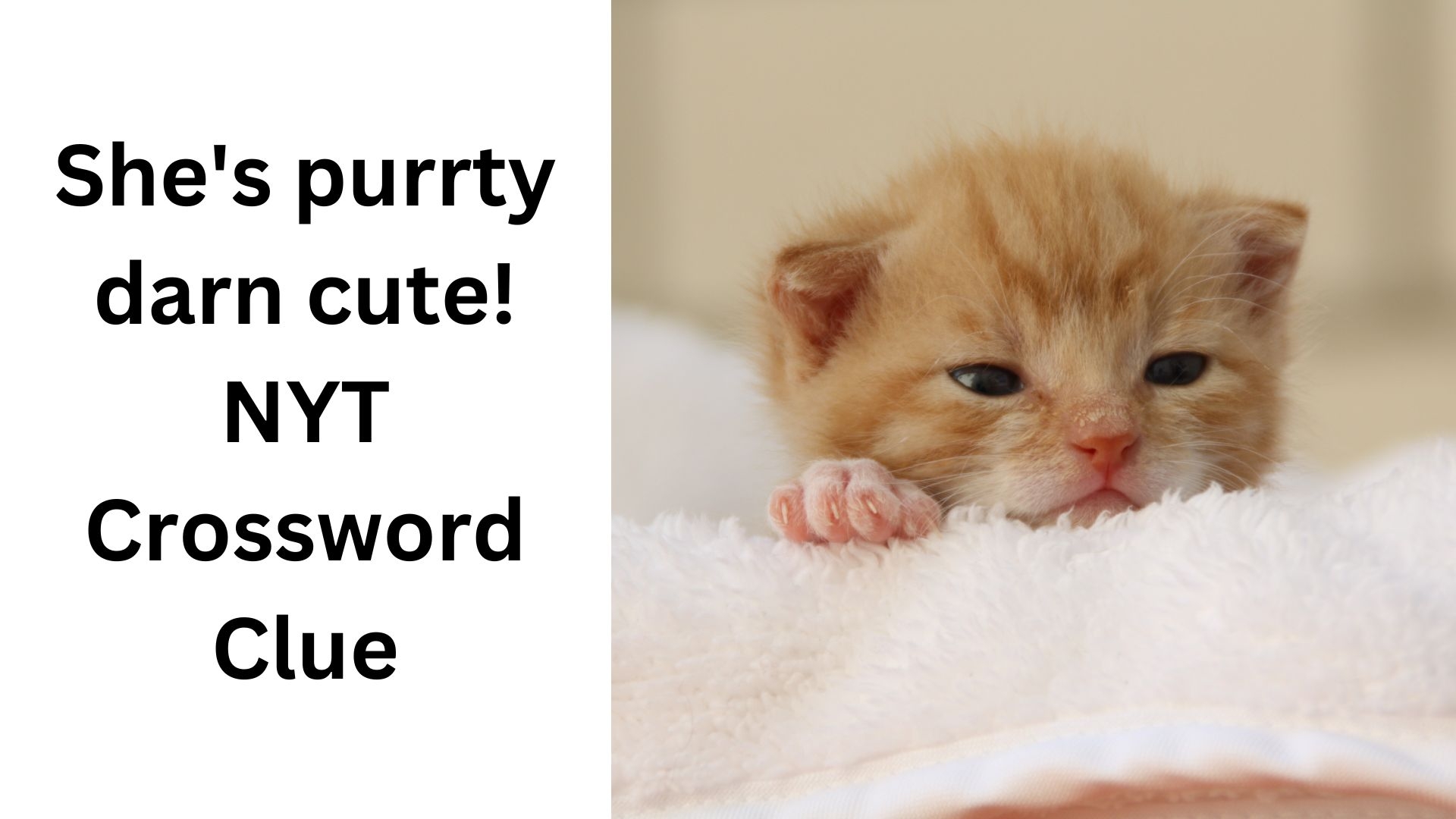She s Purrty Darn Cute NYT Crossword Clue November 9 2024