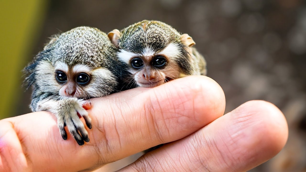 Smallest Monkeys In The World Top 10 For Kids YouTube
