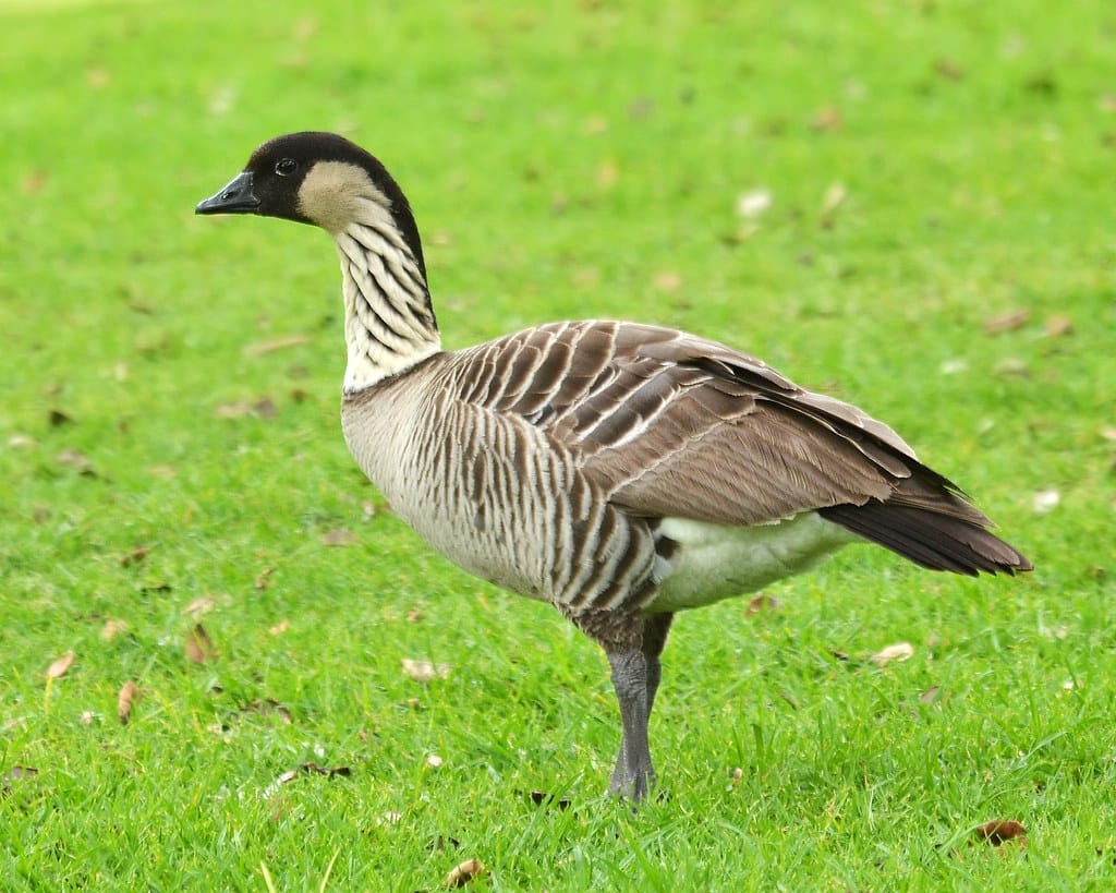 Solving The Hawaiian Goose Crossword Clue Everything You Need To Know