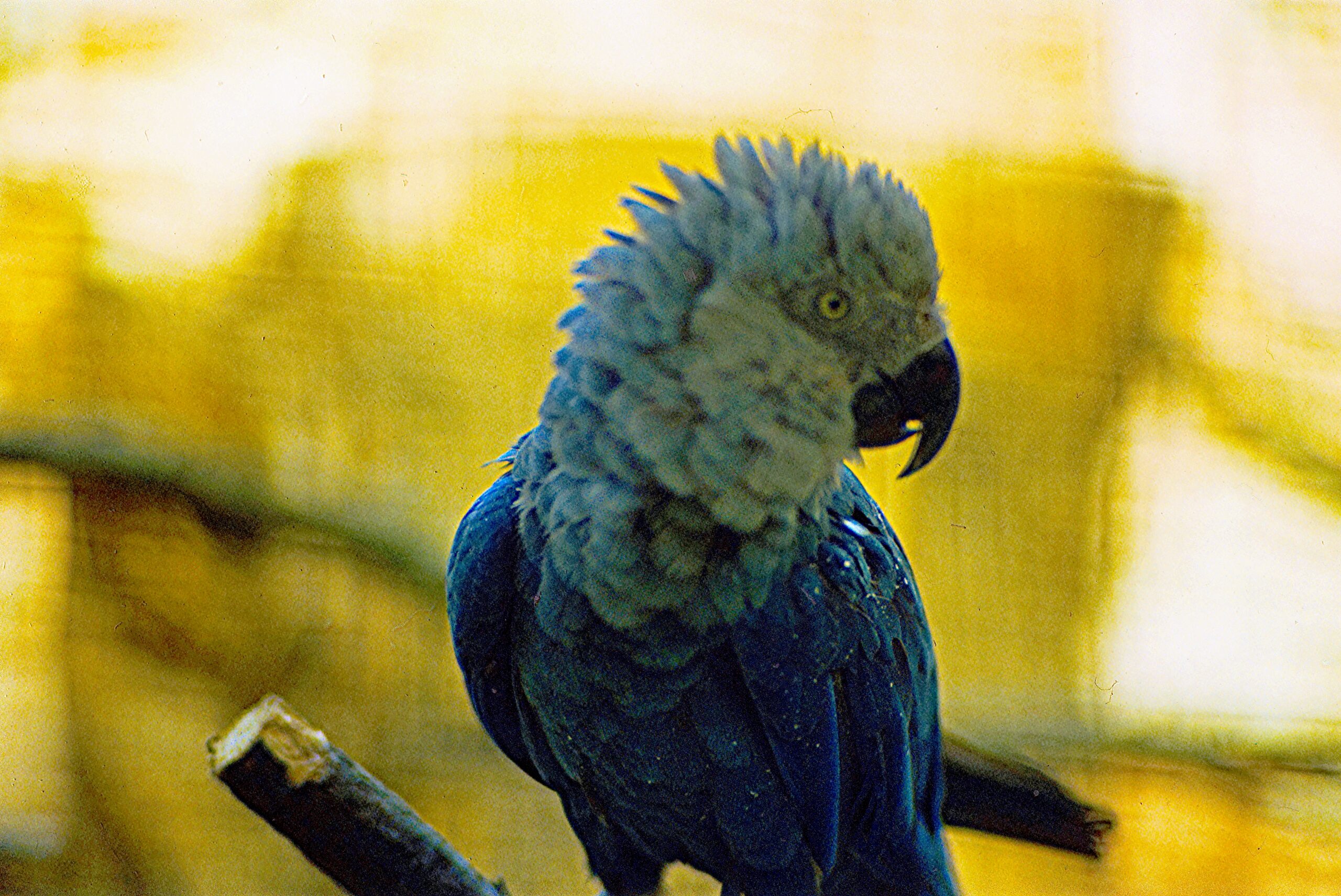 Spix s Macaw Wikipedia
