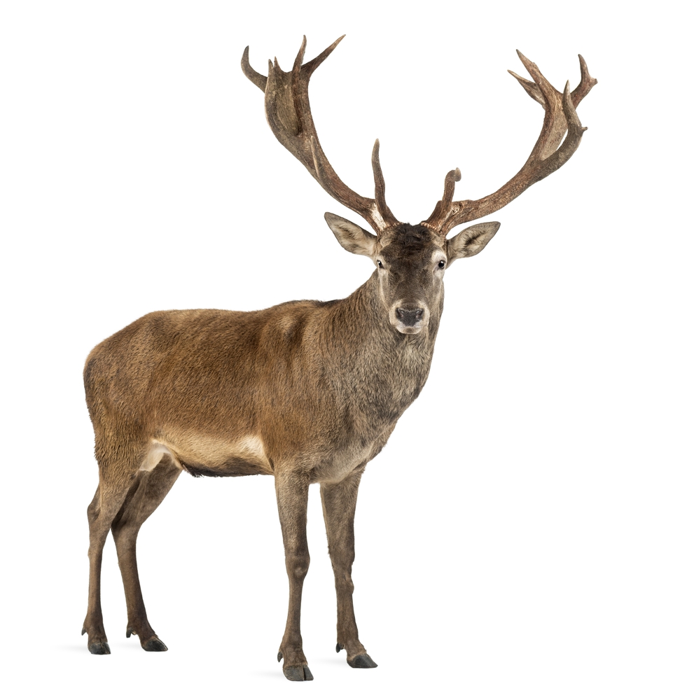 STAG Definition In American English Collins English Dictionary