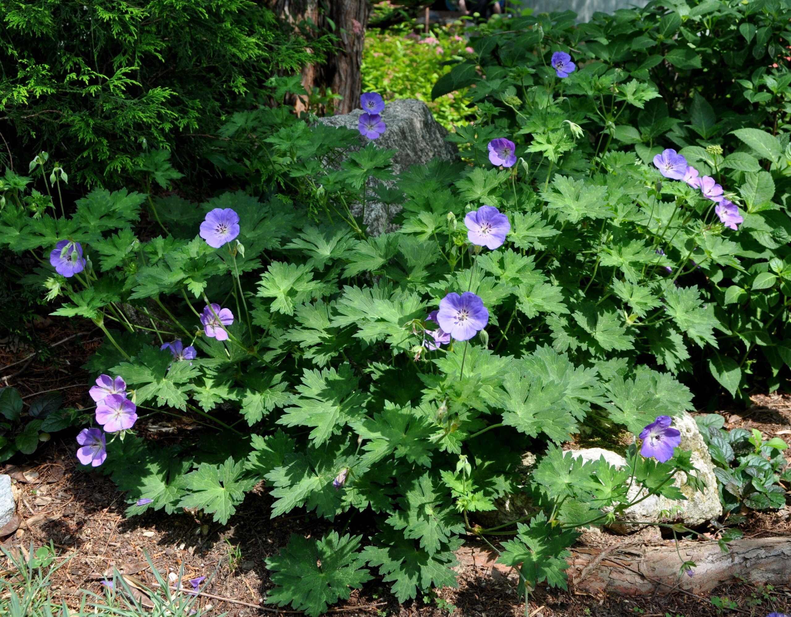 Take Care Of Perennials For Years Of Garden Beauty