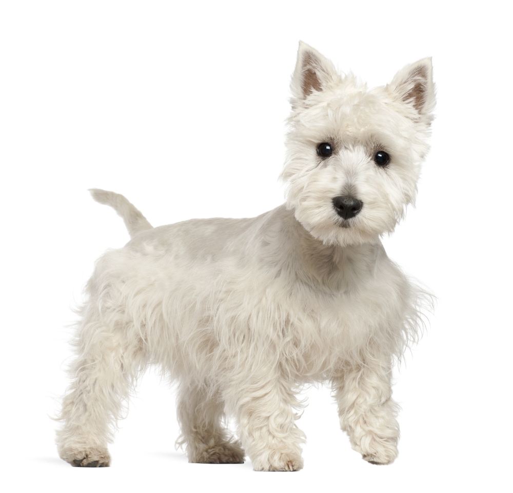 TERRIER Definition In American English Collins English Dictionary