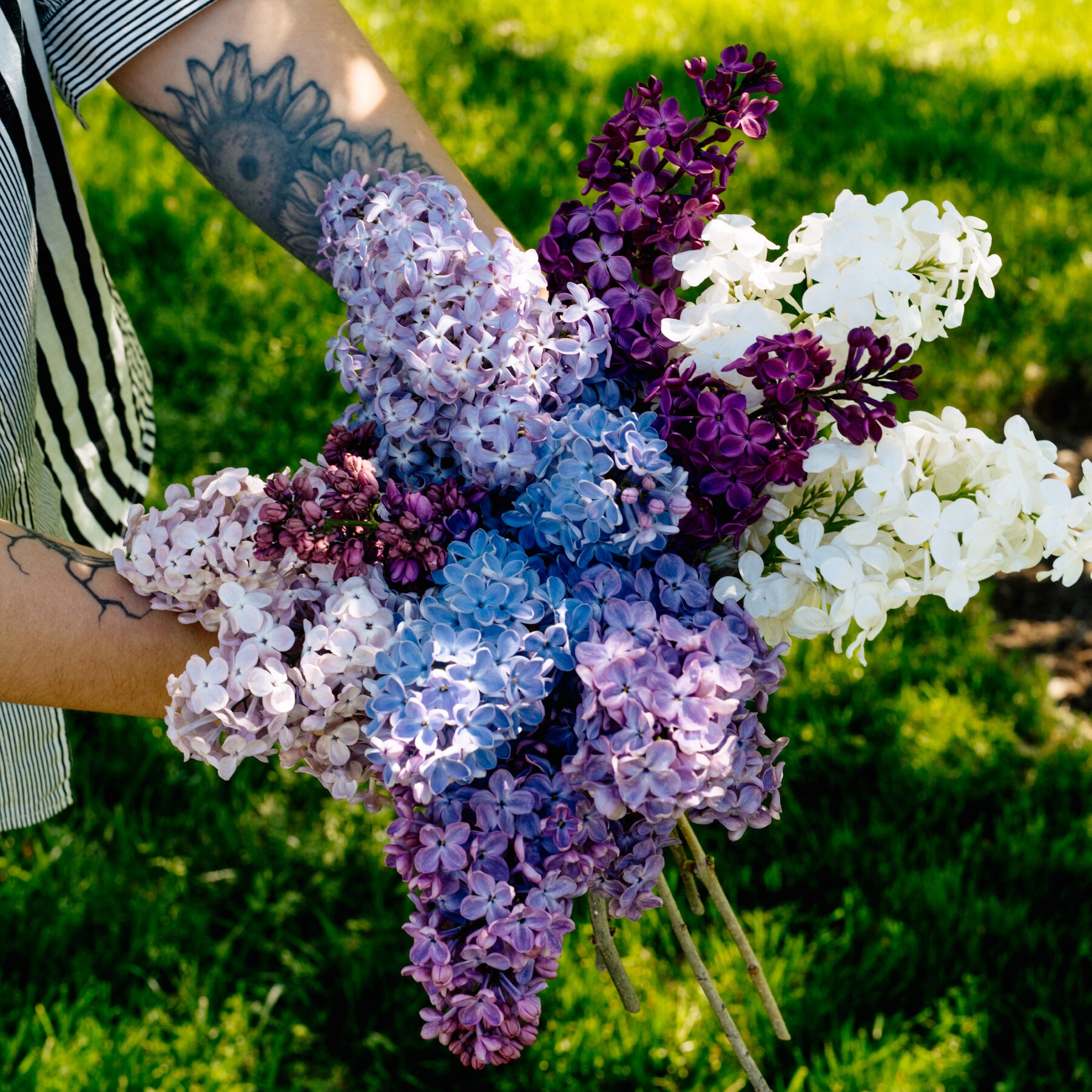 late winter flower crossword clue