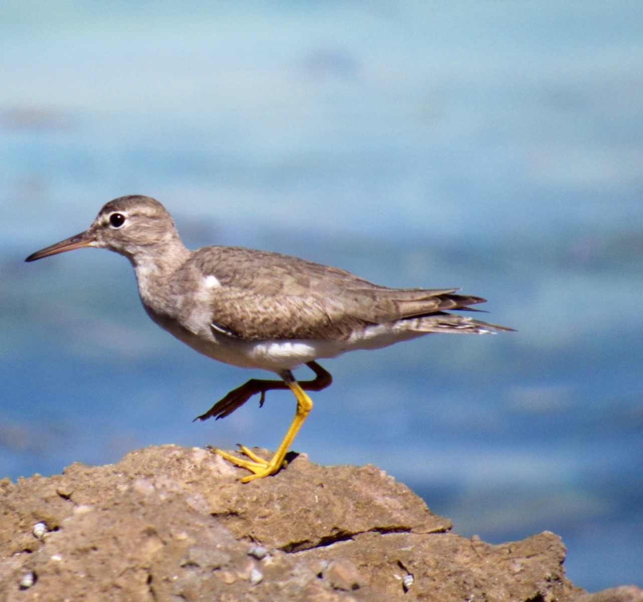 The Finer Points Of Waterbird And Shorebird ID A Bit Of A Brain Twister BirdsCaribbean