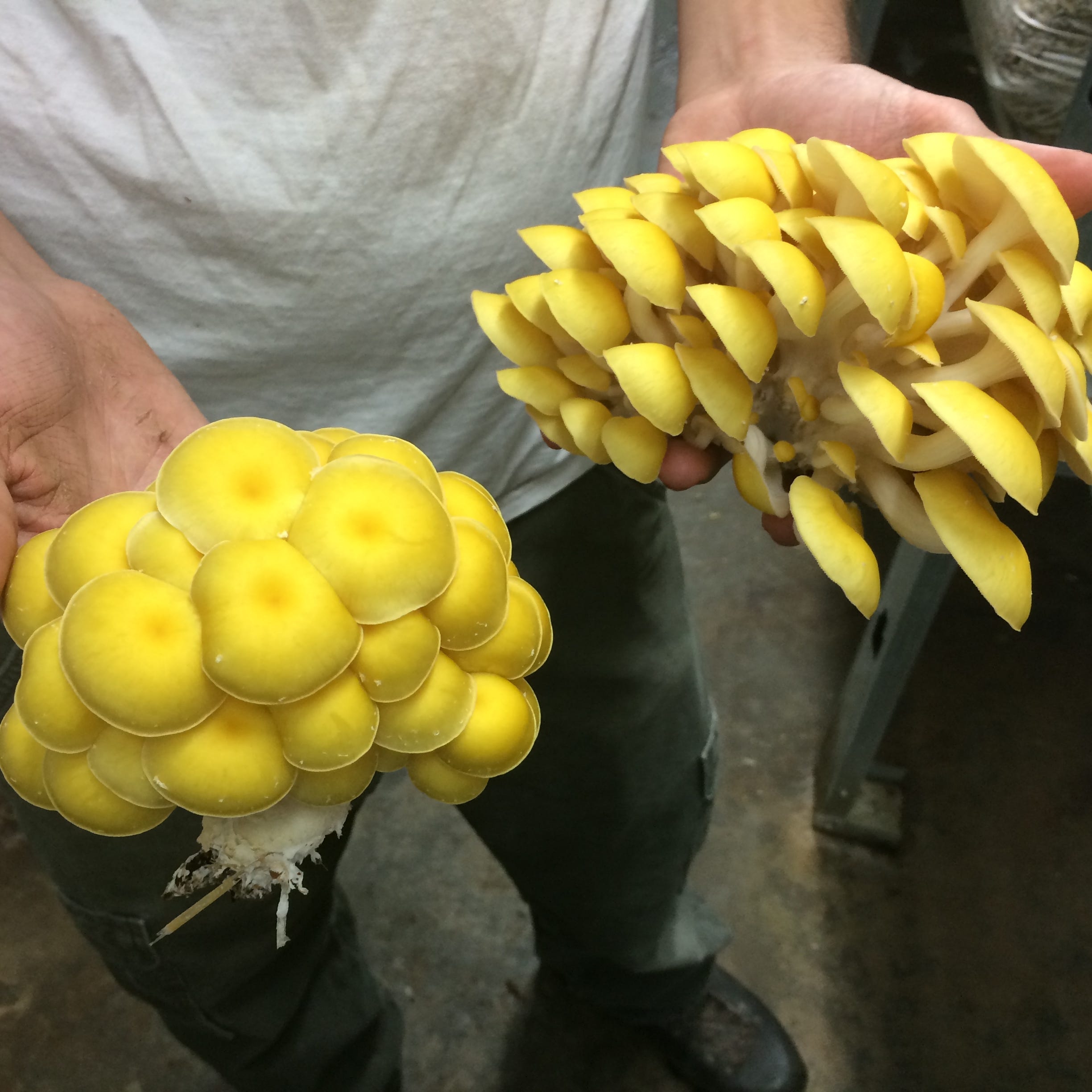 fruit with a narrow top crossword