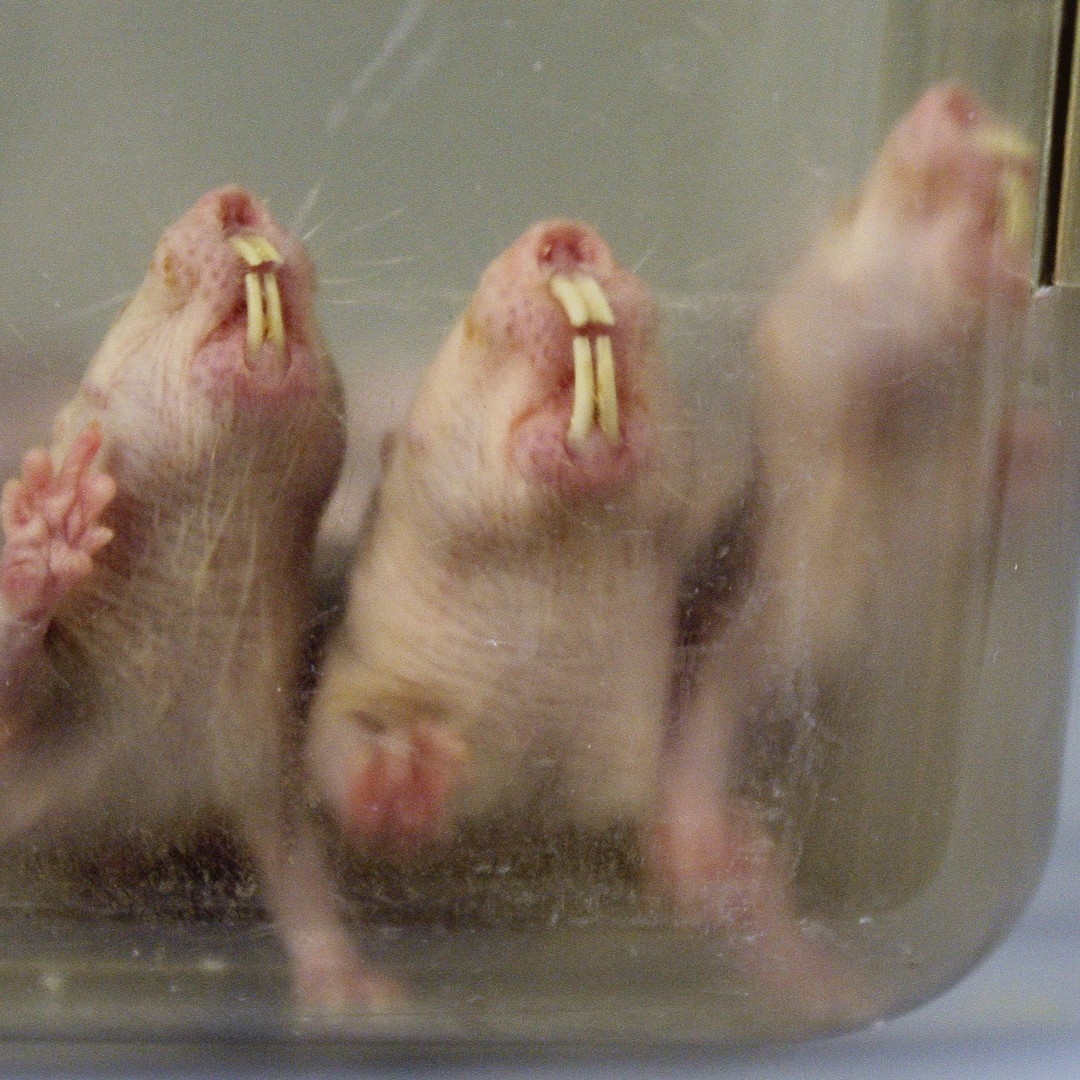 The World s Strangest Mammal Can Survive 18 Minutes Without Oxygen The Atlantic