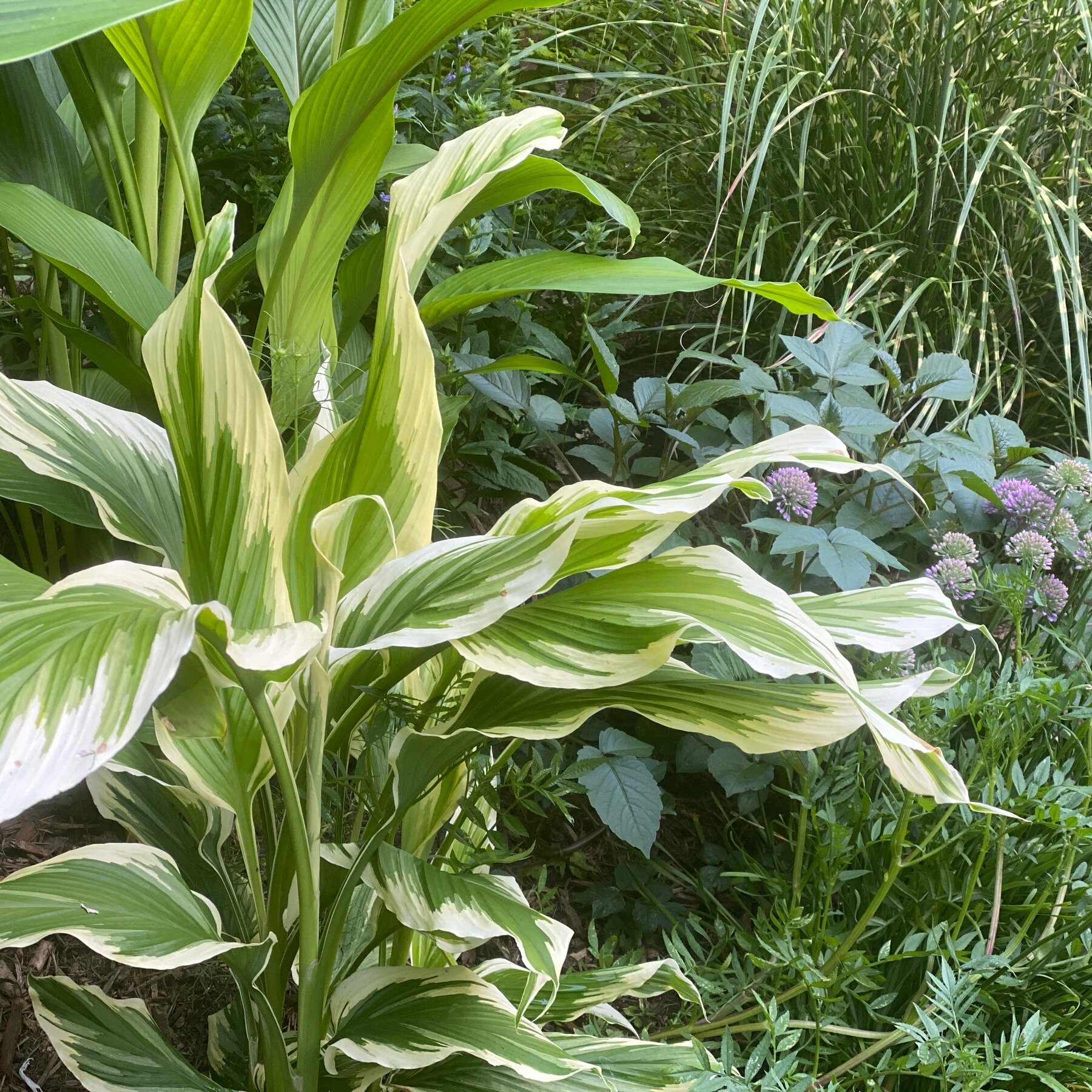 These Tropical Plants Are Visually Appealing And Edible The New York Times