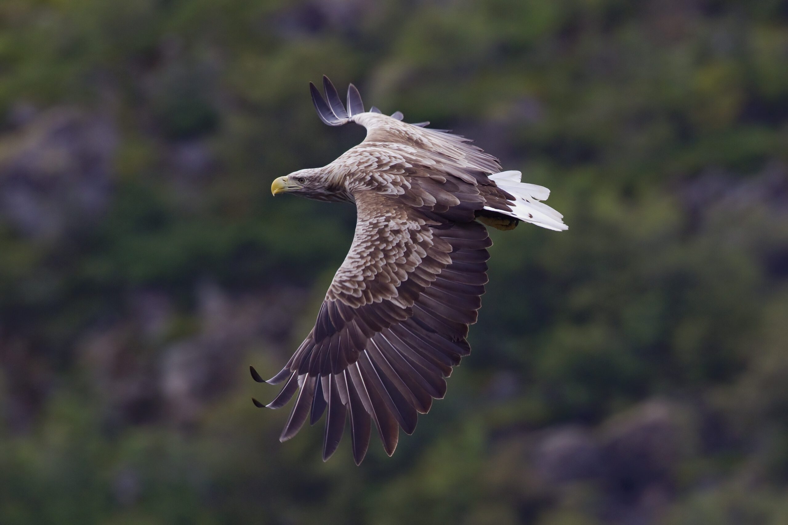 sea eagles crossword clue