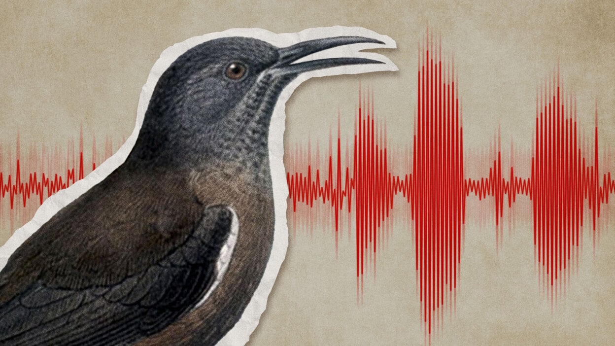 This Bird Was Just Declared Extinct You Can Hear Its Final Song Mashable