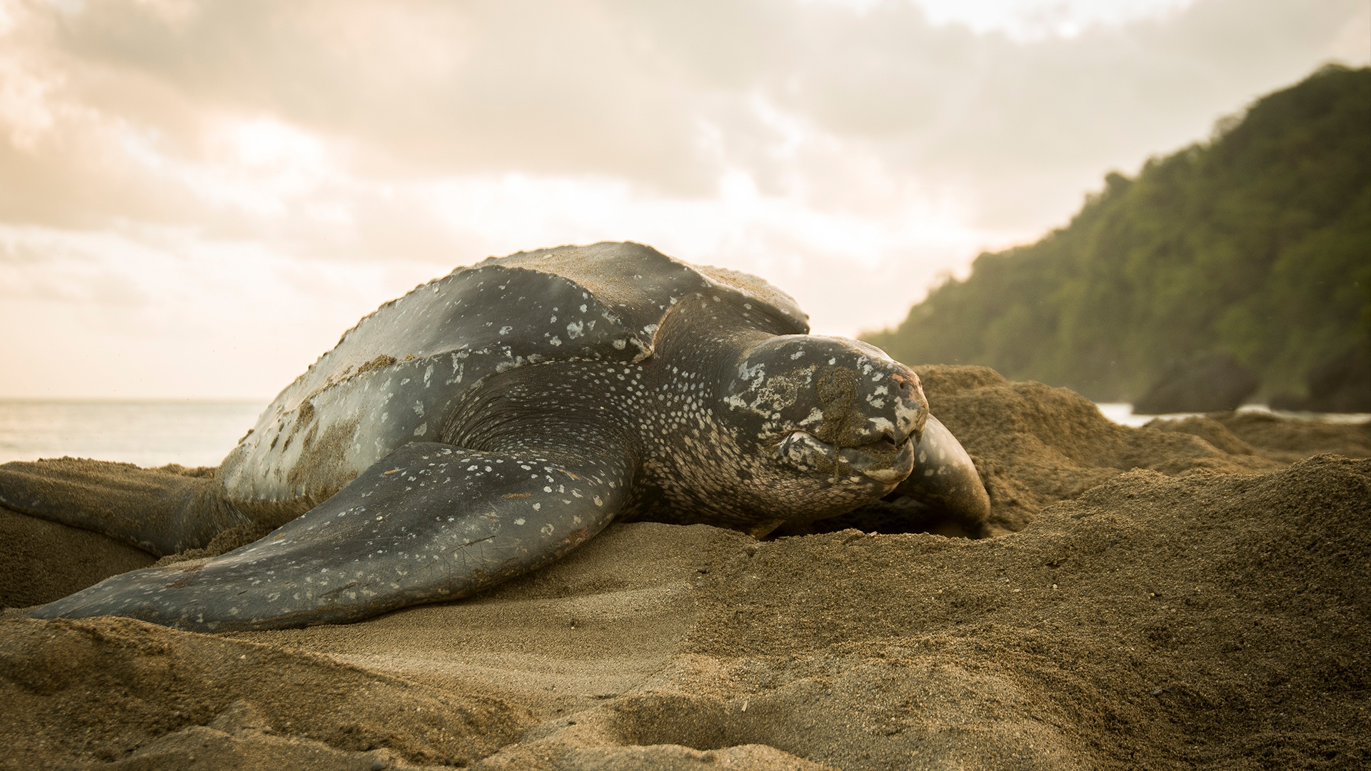 This Is The Cost Of Living In Seawater The Ingenious And to Us Heartbreaking Way Turtles Survive The Salty Oceans Live Science