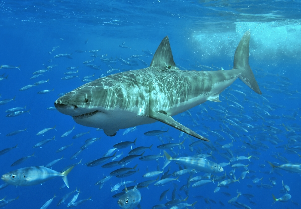 Top Of The Food Chain 5 Deadly Marine Predators Eagle Wing Tours