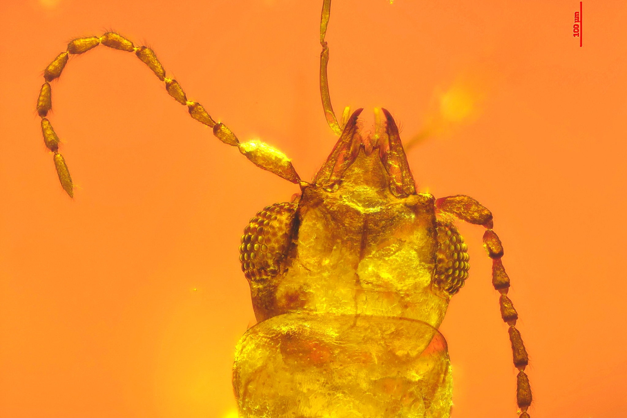 Trapped In 99 Million Year Old Amber A Beetle With Pilfered Pollen The New York Times Trapped In 99 Million Year Old Amber A Beetle With Pilfered Pollen The New York Times