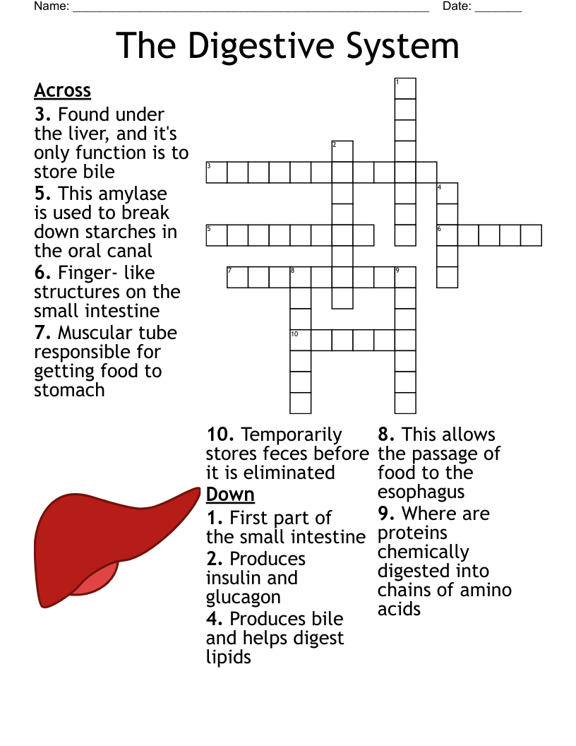 visibly muscular crossword clue