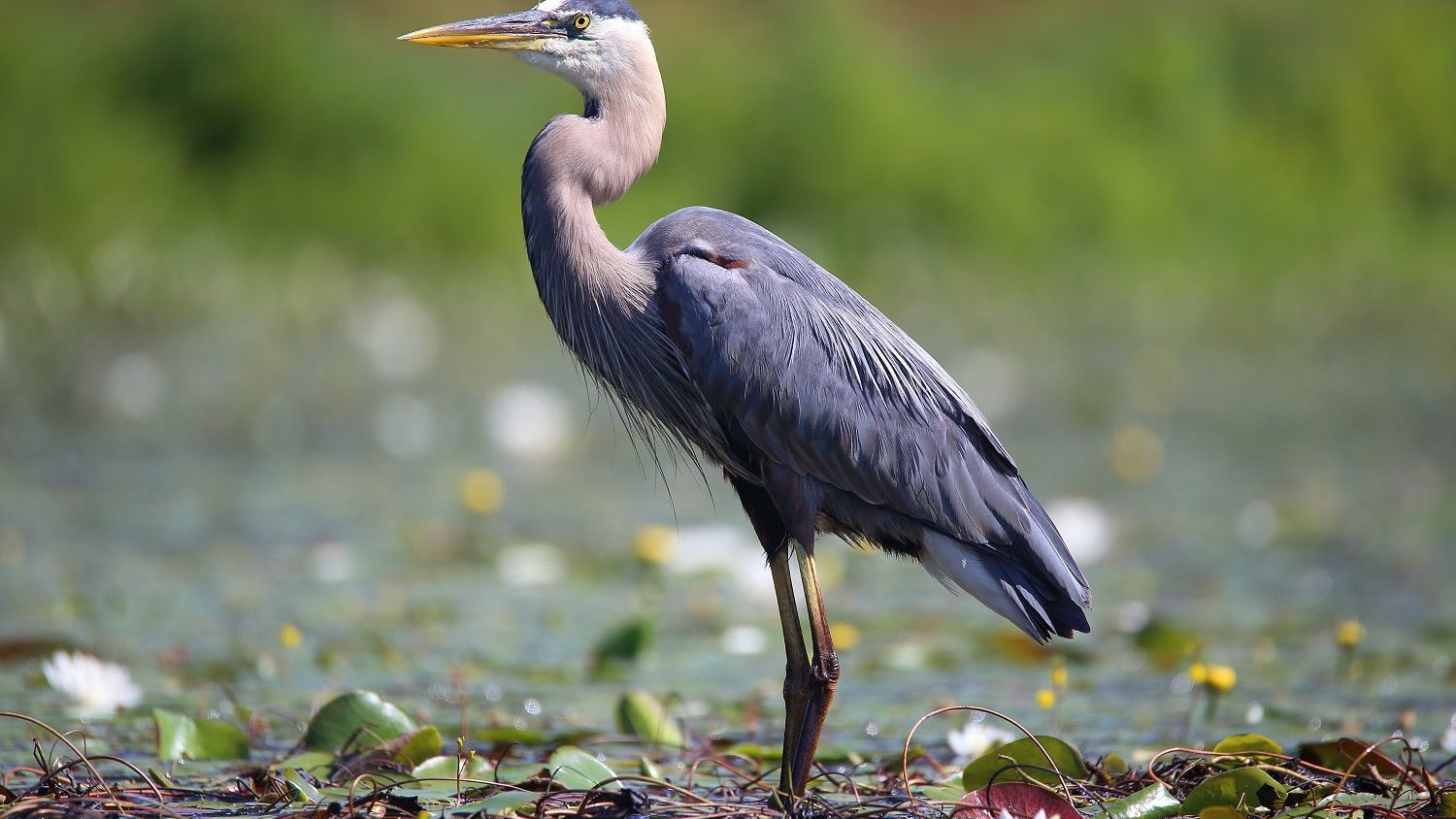 Web Footed Bird Crossword Clue
