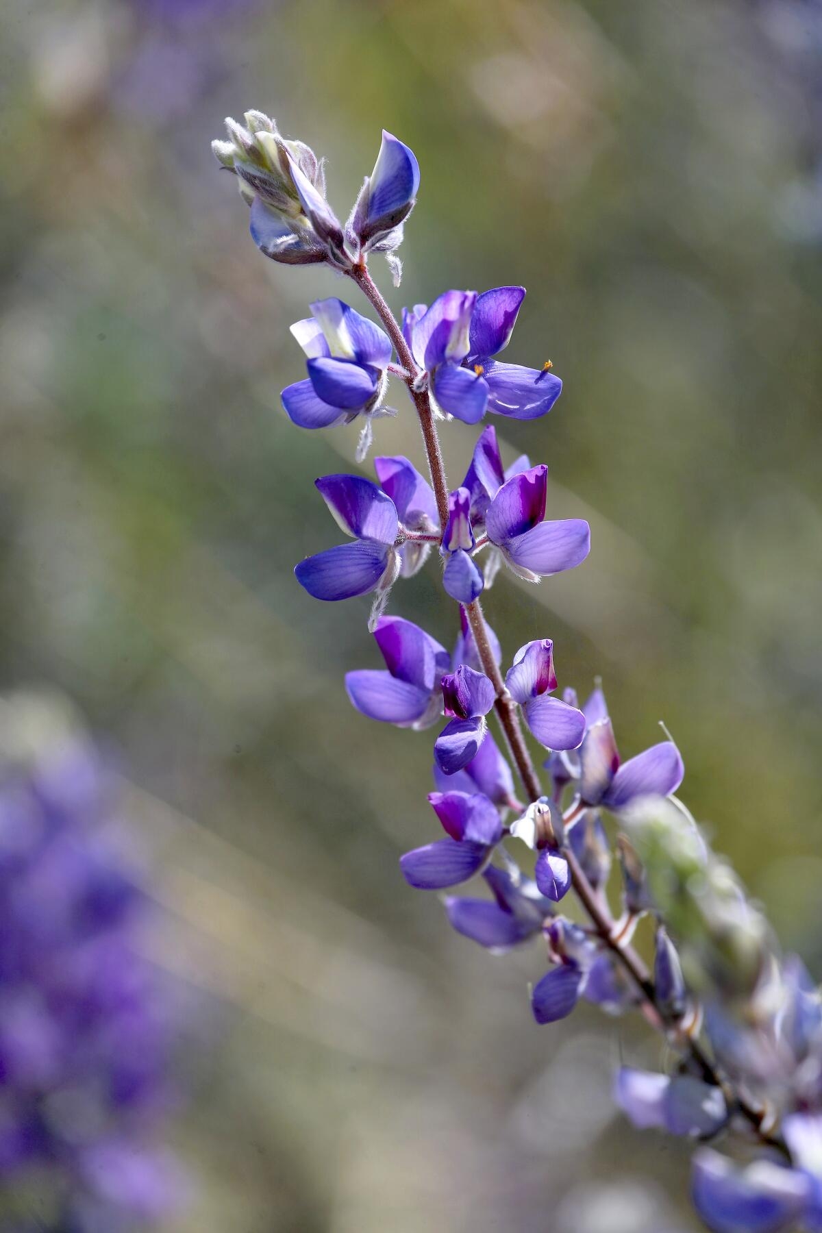 flowers bloom late winter crossword clue