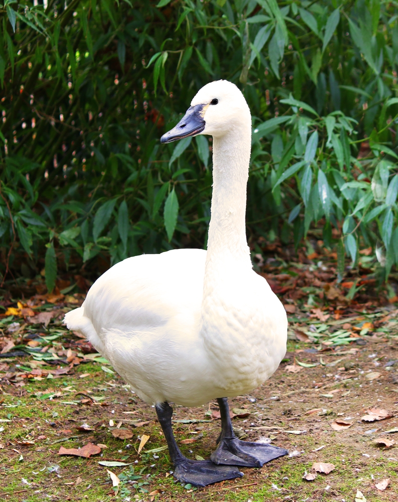 WHISTLING SWAN Definition In American English Collins English Dictionary